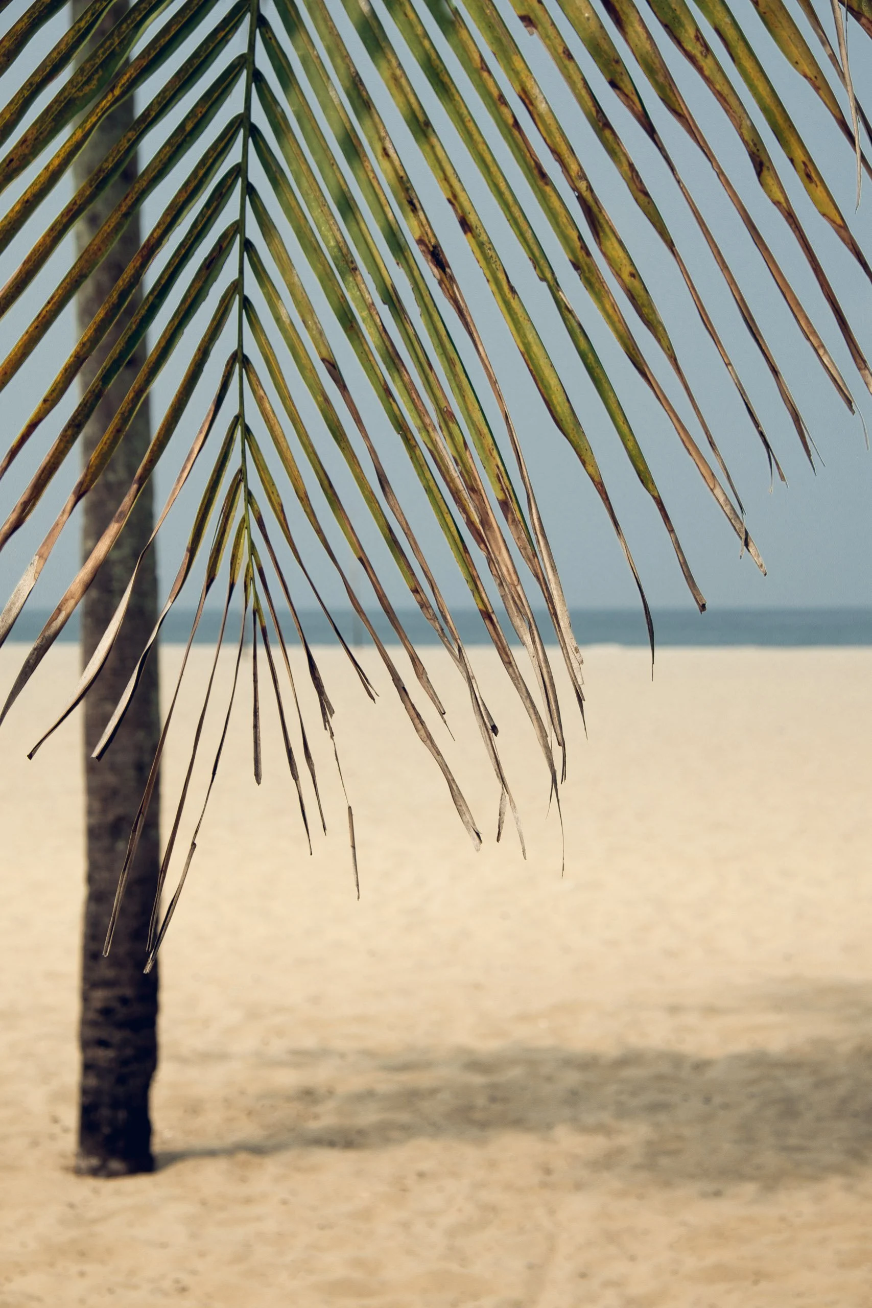Folha de coqueiro em destaque com praia clara e mar calmo ao fundo no Rio de Janeiro, composição minimalista com foco em textura vegetal, indicada para interiores que buscam estética tropical suave, linhas naturais e sensação de leveza em salas, vara