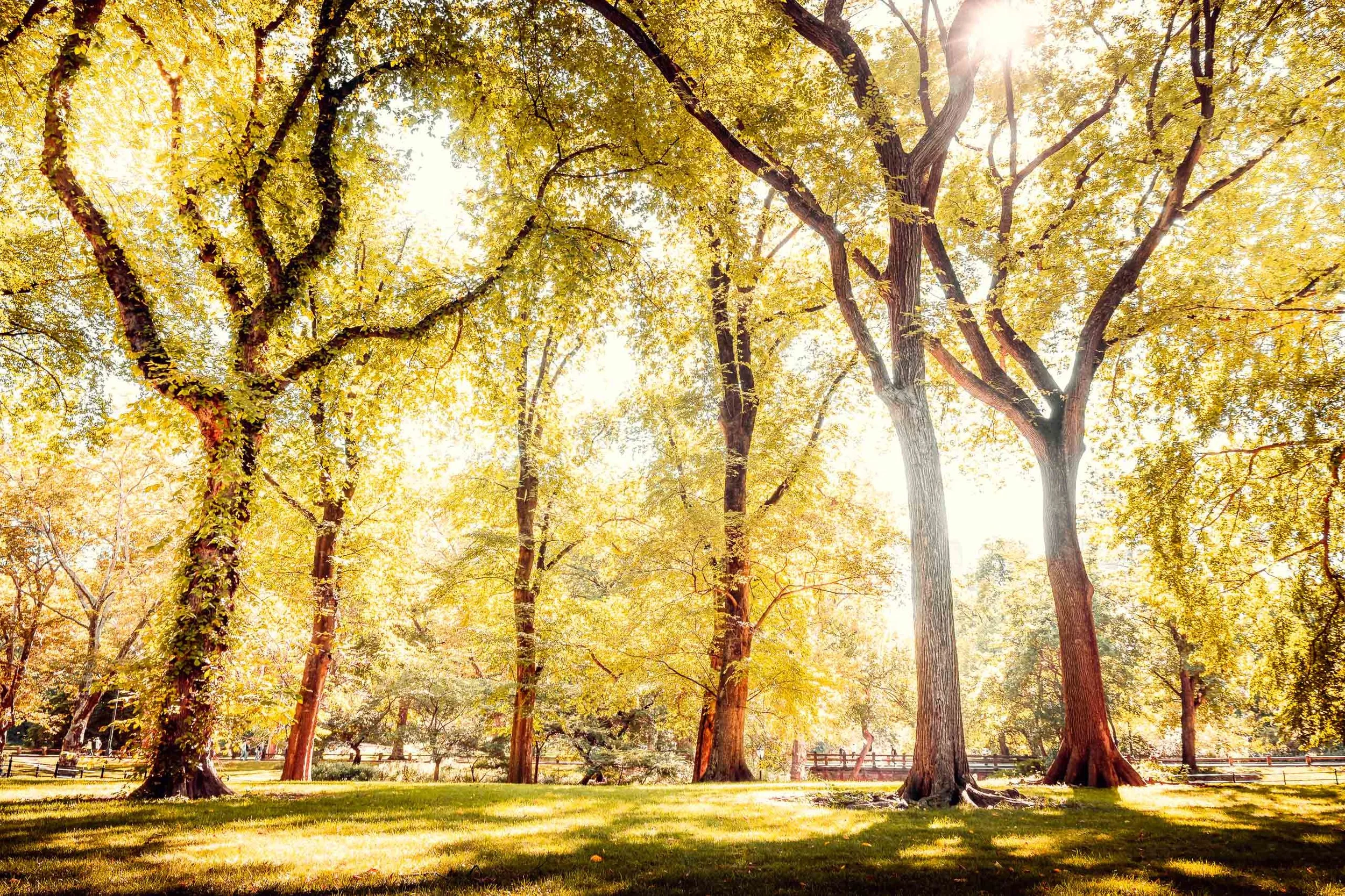 Fotografia fine art de bosque iluminado por luz filtrada entre copas altas, indicada para clientes que buscam um quadro grande para salas amplas, ambientes sociais ou escritórios, com foco em criar sensação de calma, leveza e natureza elegante em pro