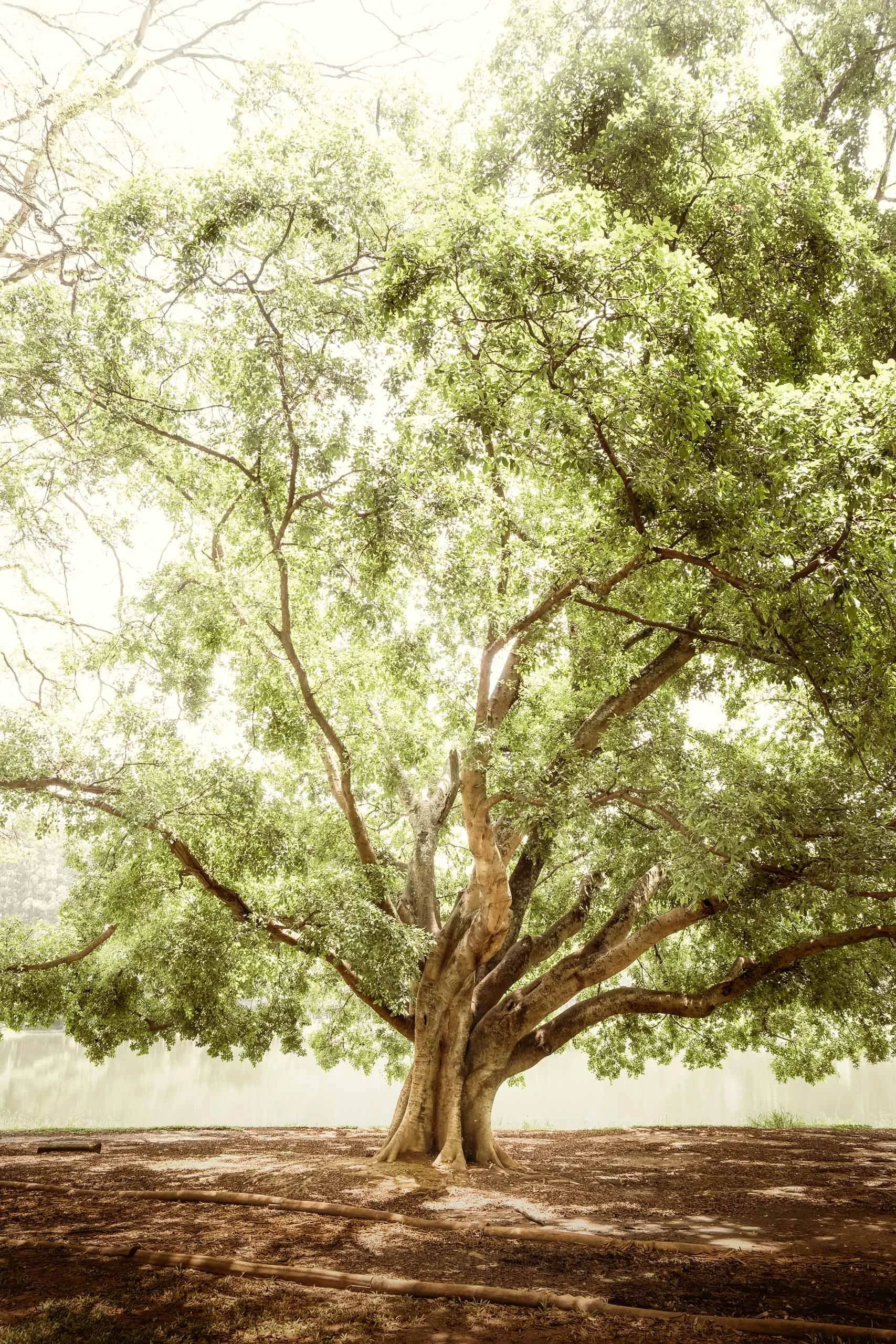 Fotografia fine art de árvore frondosa com luz suave filtrada pela copa, criada para quem busca um quadro que traga sensação de calma para salas amplas, consultórios e projetos de interiores que priorizam natureza e bem estar.