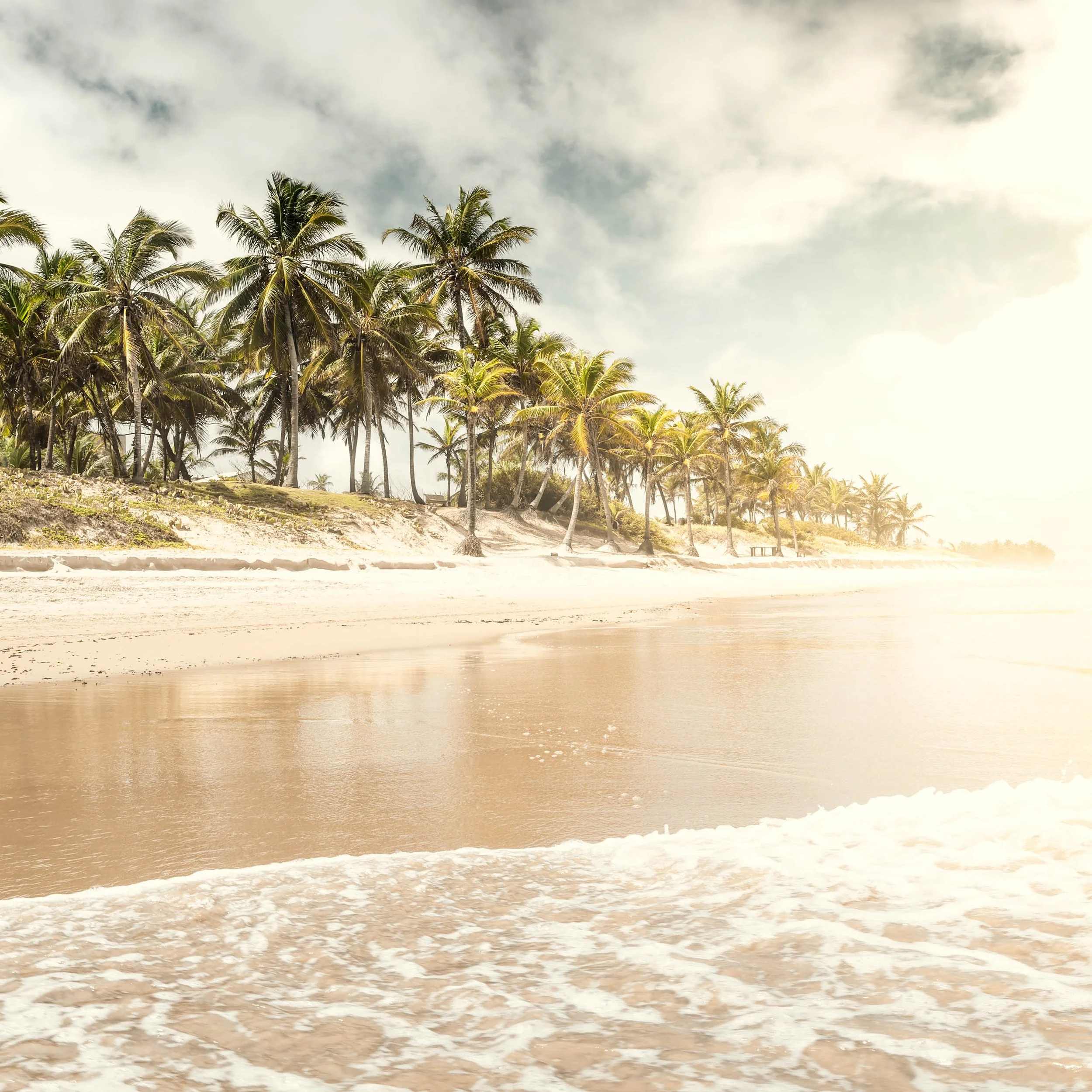 Linha de coqueiros iluminada por luz suave à beira de uma praia calma na Bahia, ideal para quem busca um quadro sereno para salas amplas, áreas de descanso, clínicas, hotéis, escritórios de branding e projetos residenciais que pedem atmosfera tropica