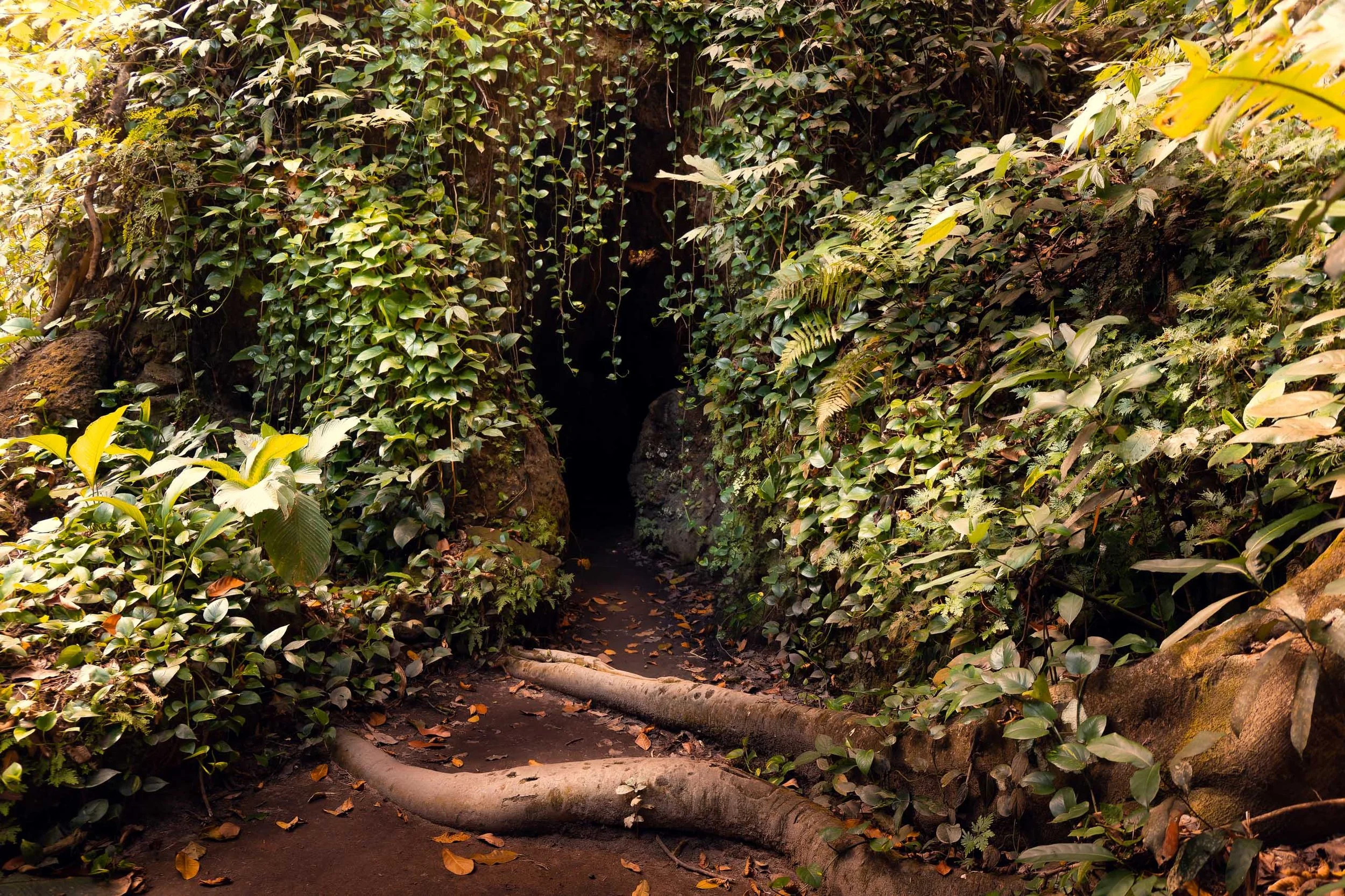 Entrada de caverna coberta por folhagem densa com raízes expostas, ideal para arquitetos e designers que buscam quadros com atmosfera tropical intensa para projetos residenciais ou comerciais que pedem aconchego, textura orgânica e sensação de refúgi