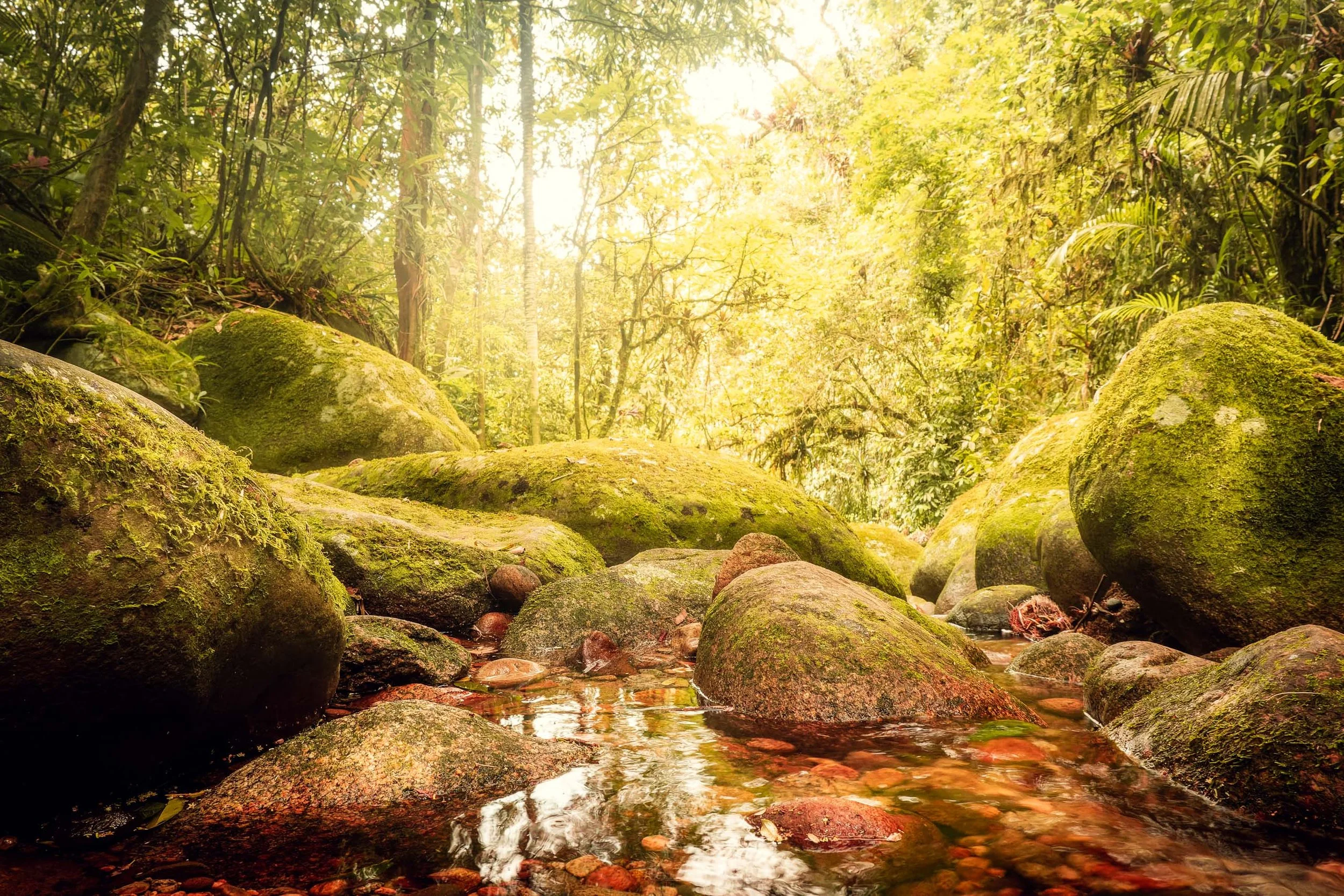 Fotografia horizontal de riacho com pedras grandes cobertas de musgo e luz difusa da mata atlântica, ideal para arquitetos e designers que buscam uma peça de forte conexão com natureza para salas de estar, áreas de descompressão corporativa, clínicas