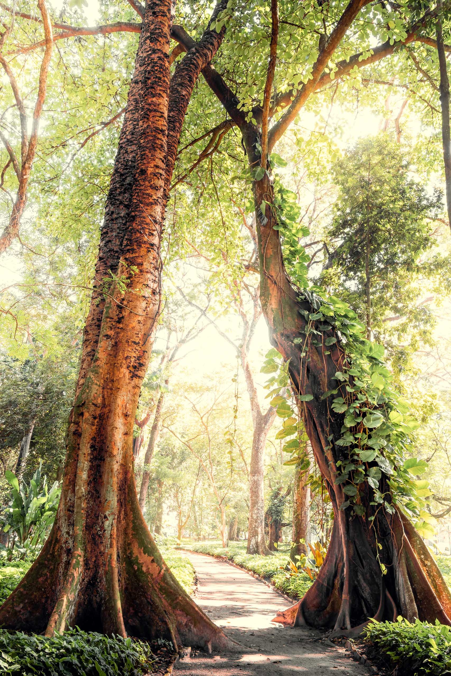 Fotografia fine art de duas árvores altas formando um arco natural sobre caminho de jardim, indicada para quem busca uma peça impactante para hall de entrada, sala integrada ou corredor amplo, com foco em natureza tropical, sensação de passagem tranq
