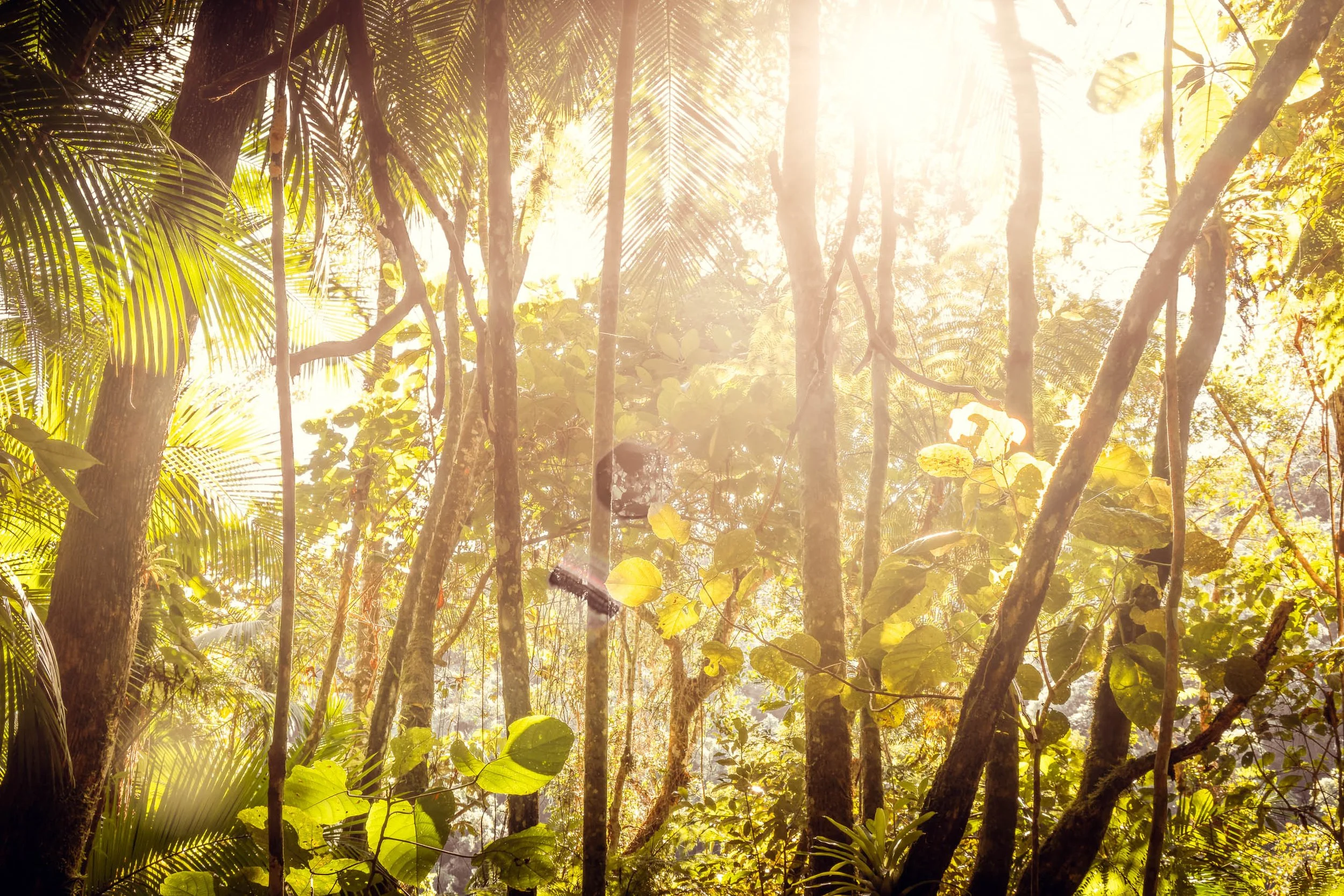 Árvores altas, folhagens verdes e luz intensa atravessando a Mata Atlântica no Legado das Águas. Tons quentes e contraste suave. Foto pensada para ambientes internos que buscam verde tropical e sensação de floresta viva.
