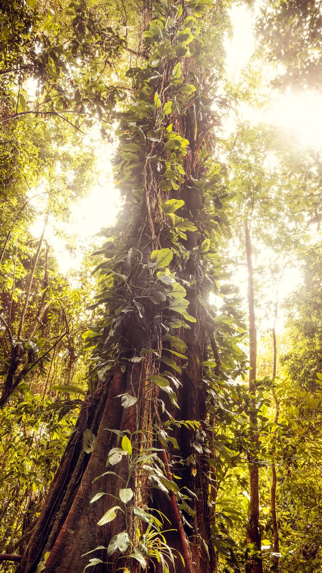 Imagem vertical com tronco de árvore monumental na Mata Atlântica, coberta por cipós e iluminada por intensa luz solar. Evoca refúgio, vitalidade e a resiliência da Origem. Fotografia Fine Art autoral, qualidade museológica.