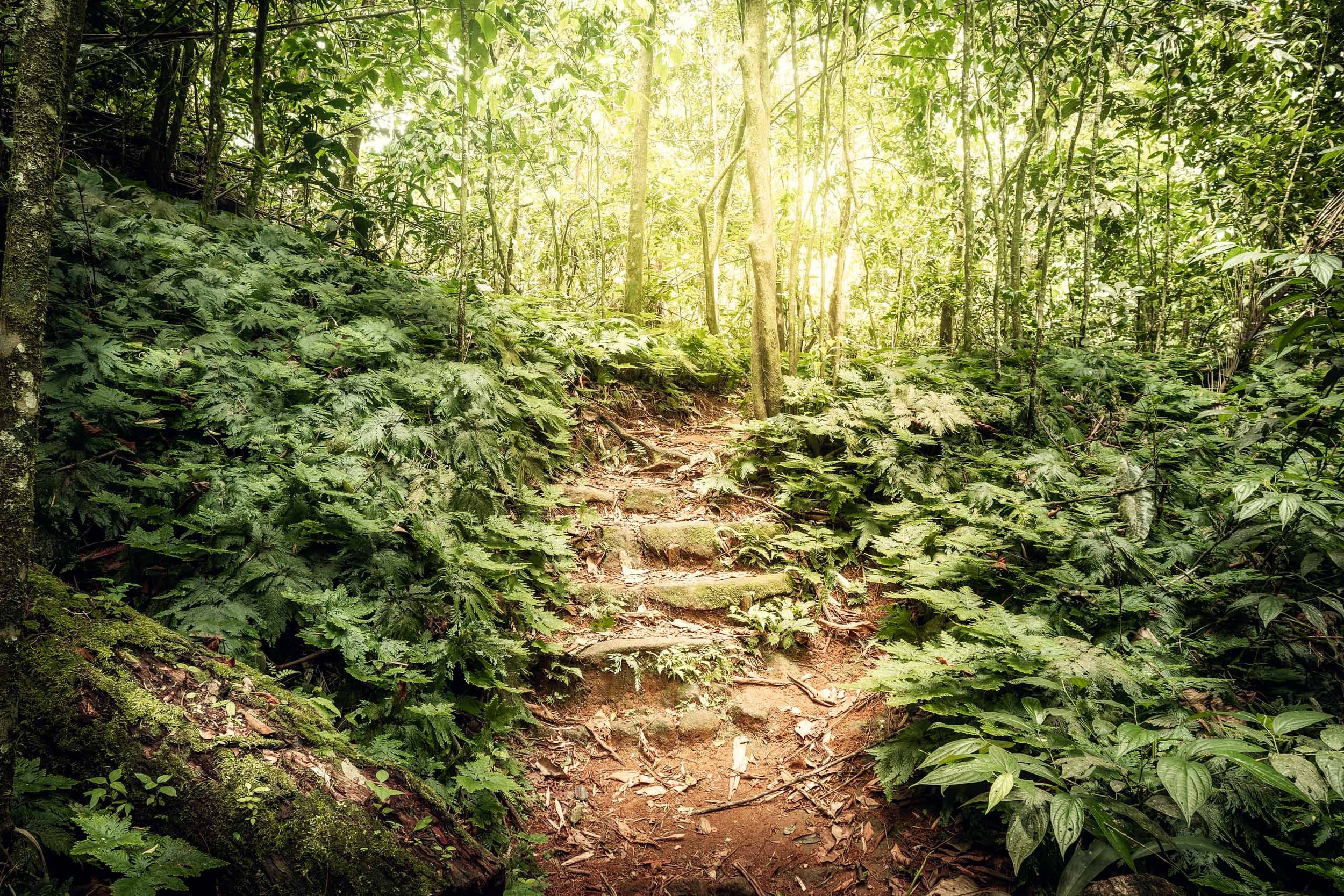 Caminho de terra com degraus naturais entre folhagens densas e luz suave filtrada, indicado para arquitetos e designers que buscam uma peça voltada a projetos residenciais tranquilos, clínicas de saúde integrativa, spas e ambientes que pedem sensação