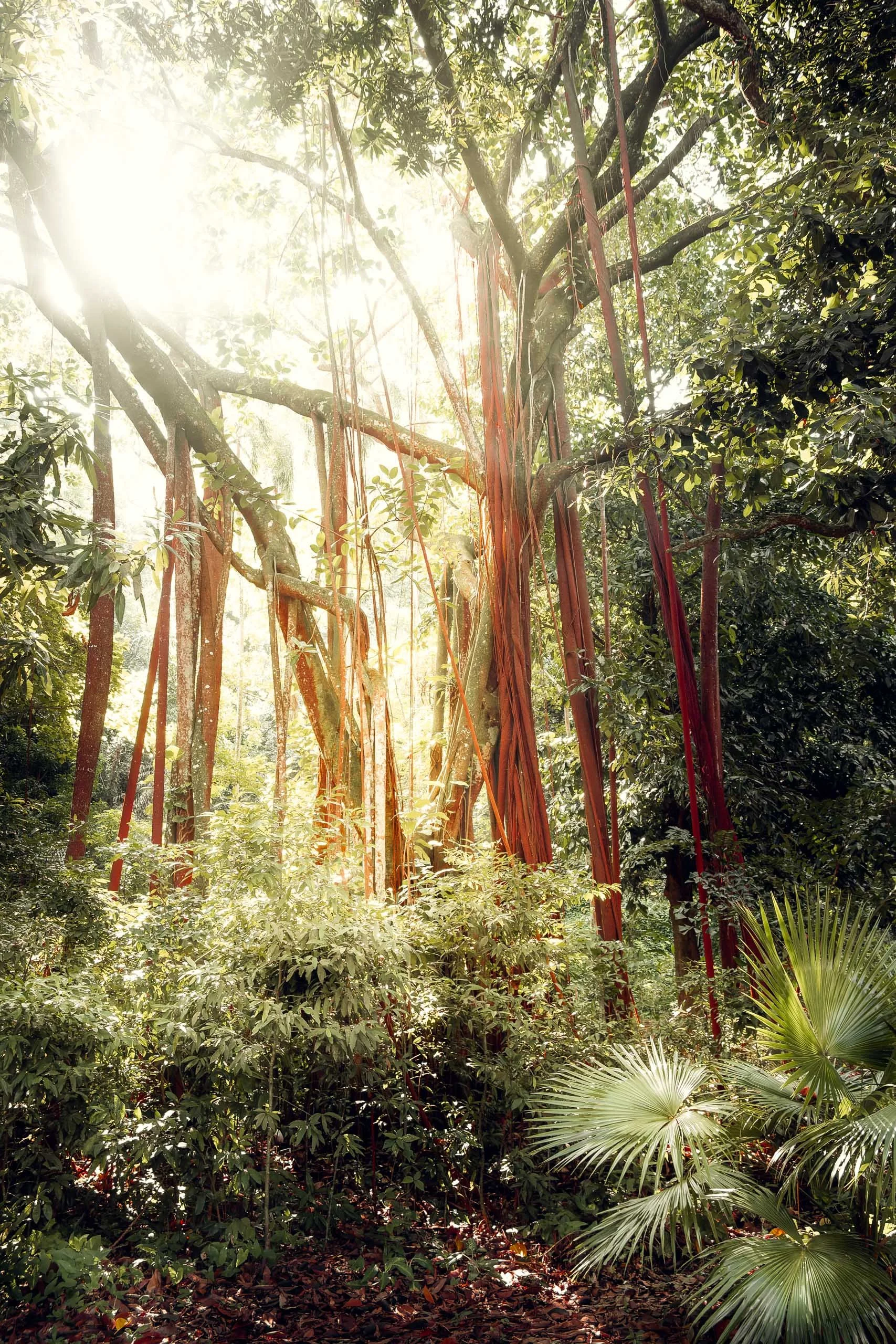 Raízes aéreas longas iluminadas por sol filtrado em clareira de mata tropical, indicado para arquitetos e designers que montam salas amplas, halls e áreas de circulação que pedem presença marcante de natureza, textura vertical e sensação de profundid