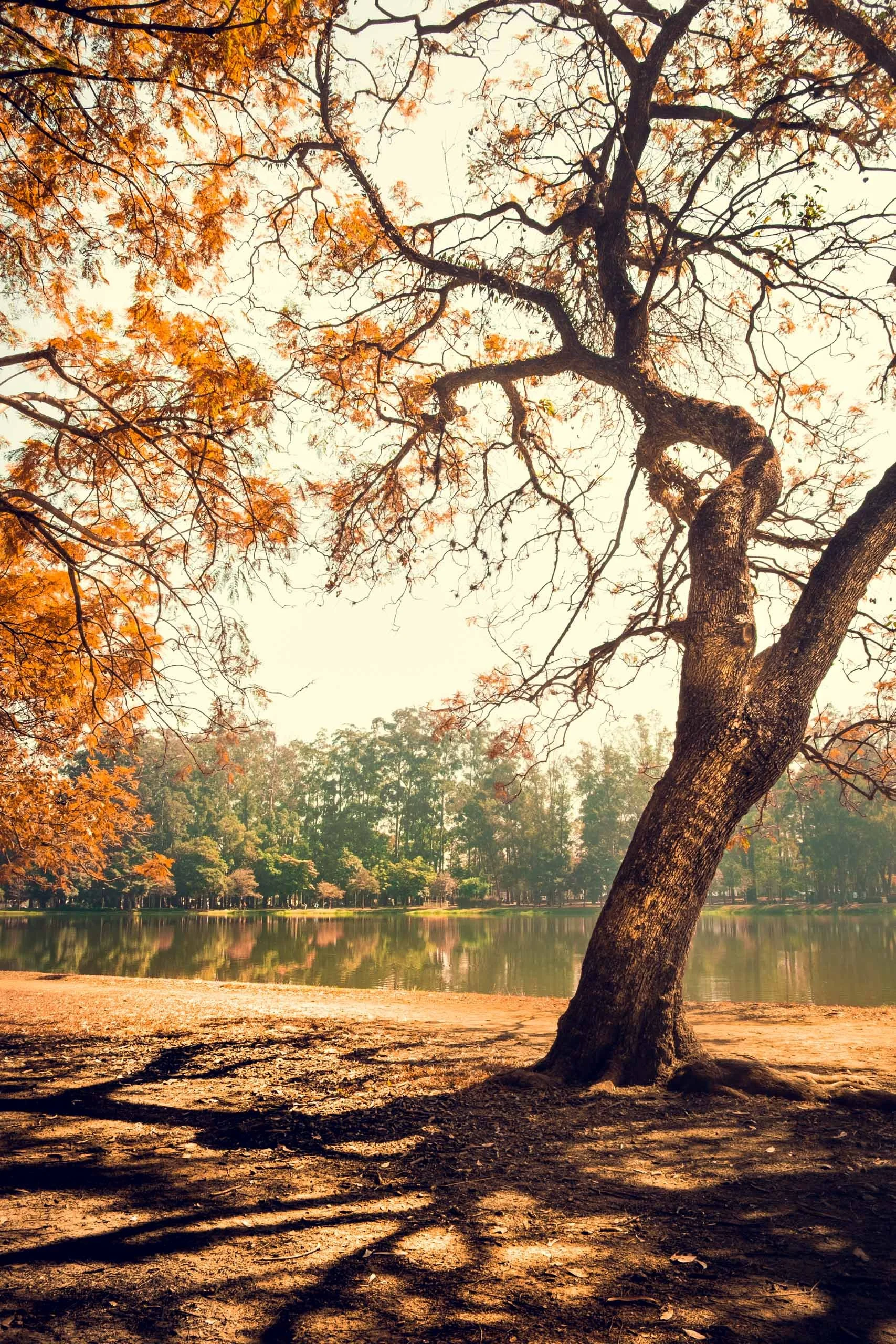 Fotografia fine art de árvore inclinada com folhas alaranjadas à beira de lago em São Paulo, indicada para quem busca uma sensação de calma quente e sazonal para salas de estar, áreas sociais e escritórios que pedem um toque de natureza com leve clim