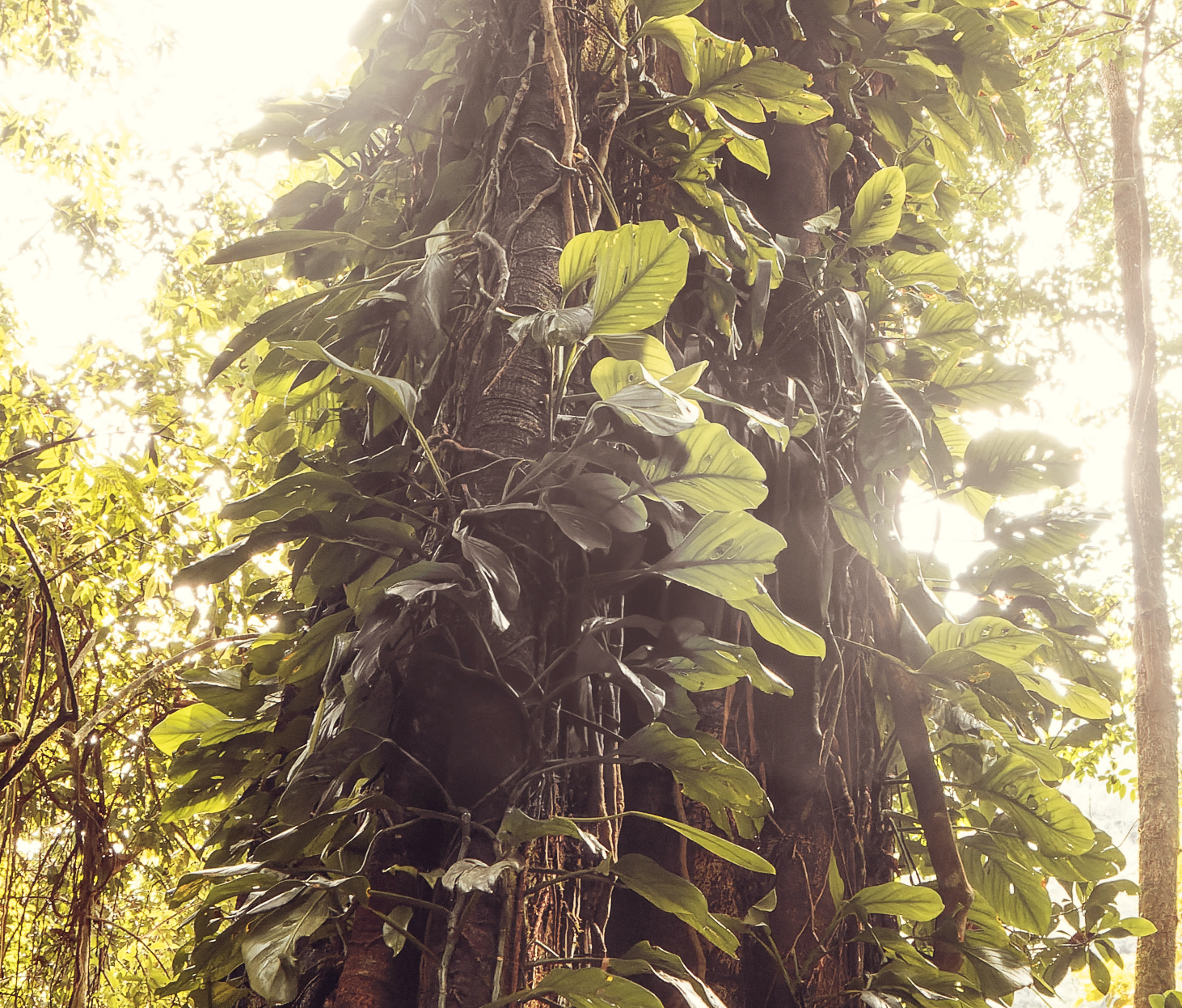 Visão para cima do tronco coberto por densos cipós e folhas grandes, com luz do sol explodindo ao fundo. Evoca a Origem e Silêncio Visual. Fotografia Fine Art autoral de Pedro Ferr, obra para colecionadores.