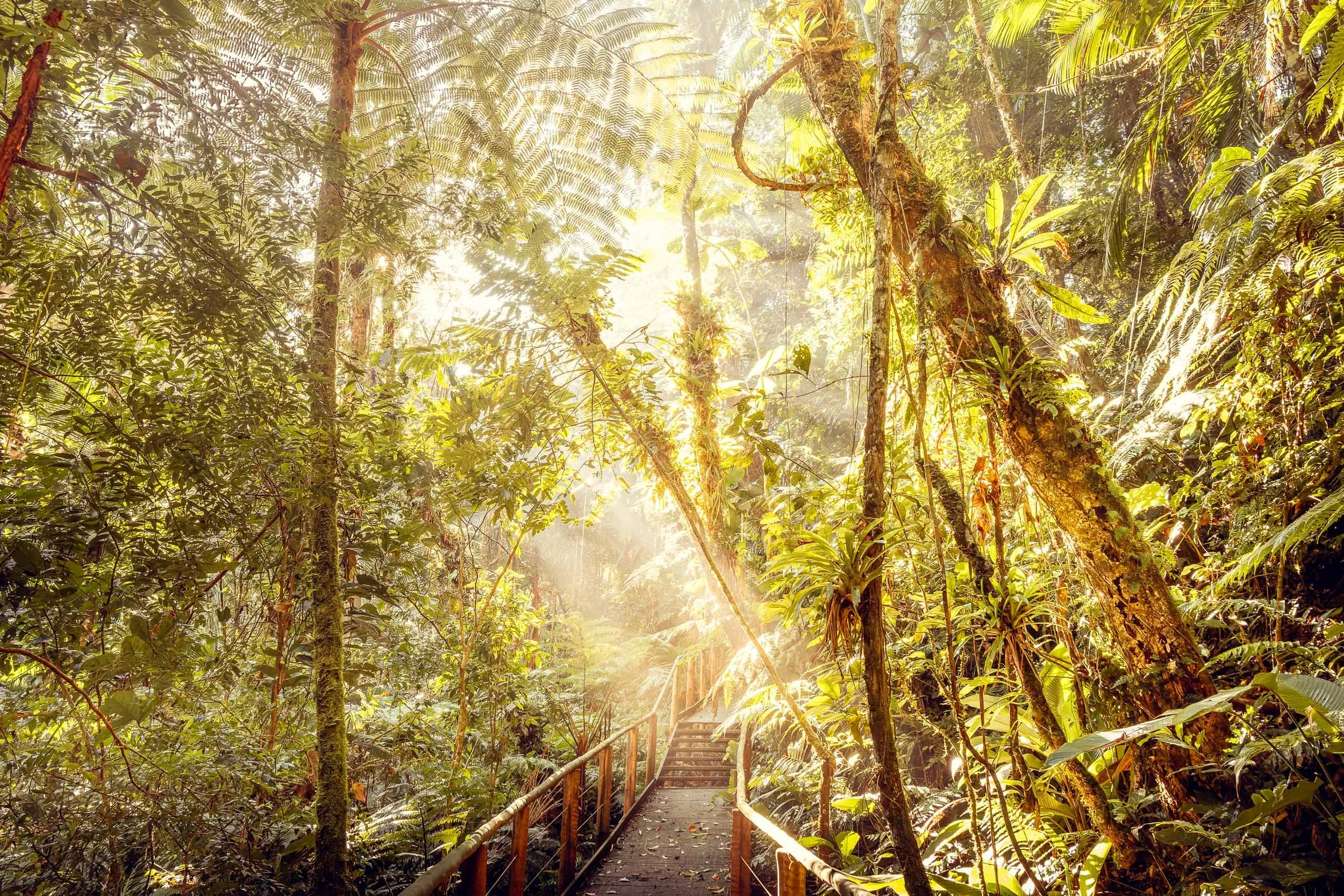 Trilha elevada cercada por árvores e folhagens grandes no Legado das Águas. Luz suave entrando entre os galhos cria contraste quente entre verde e dourado. Fotografia sem pessoas, feita para ambientes internos que pedem conexão direta com floresta tr