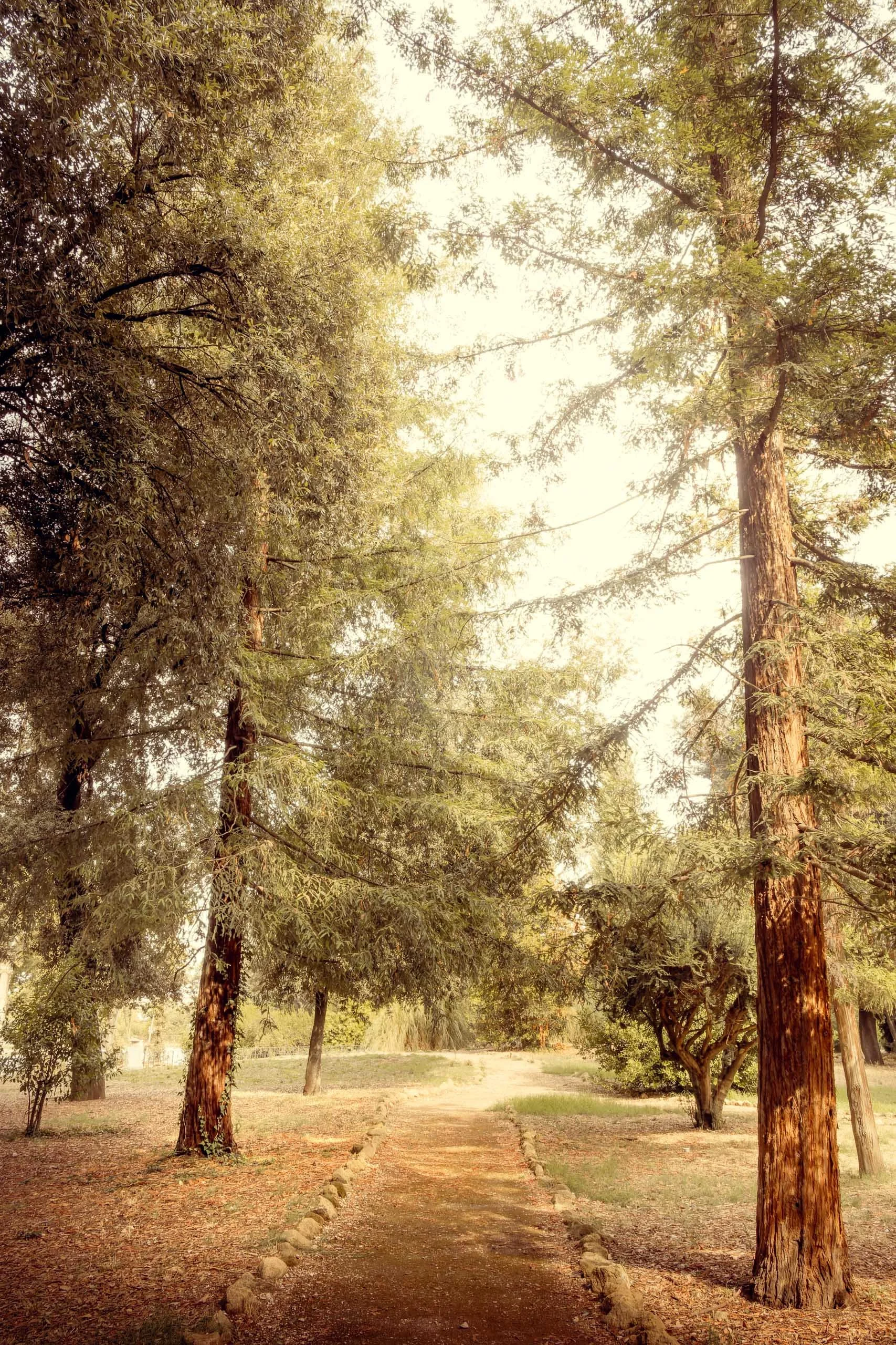 Fotografia fine art de caminho arborizado com luz dourada suave, criada para arquitetos e decoradores que buscam uma peça vertical para transmitir calma em halls, corredores longos e áreas de circulação onde a sensação de profundidade e natureza elev