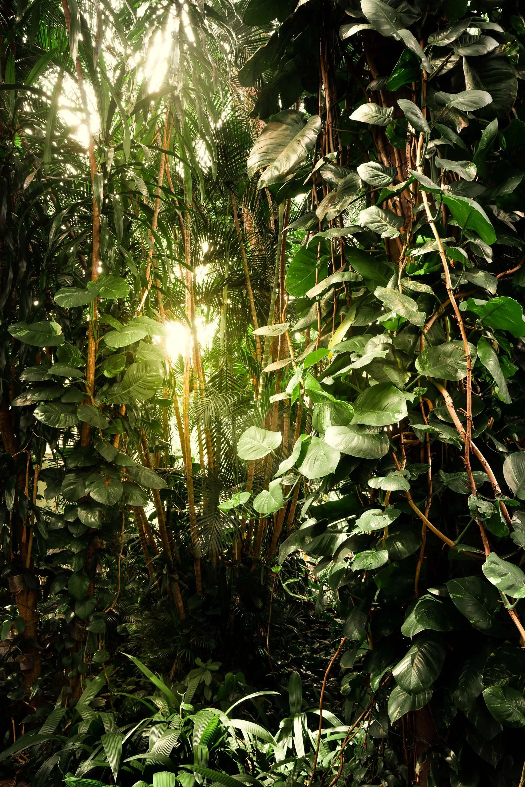 Vegetação densa com luz suave entrando por entre folhas grandes e trepadeiras, ideal para arquitetos e designers que buscam quadros com presença verde forte para projetos que pedem sensação de refúgio natural, profundidade visual e textura orgânica e