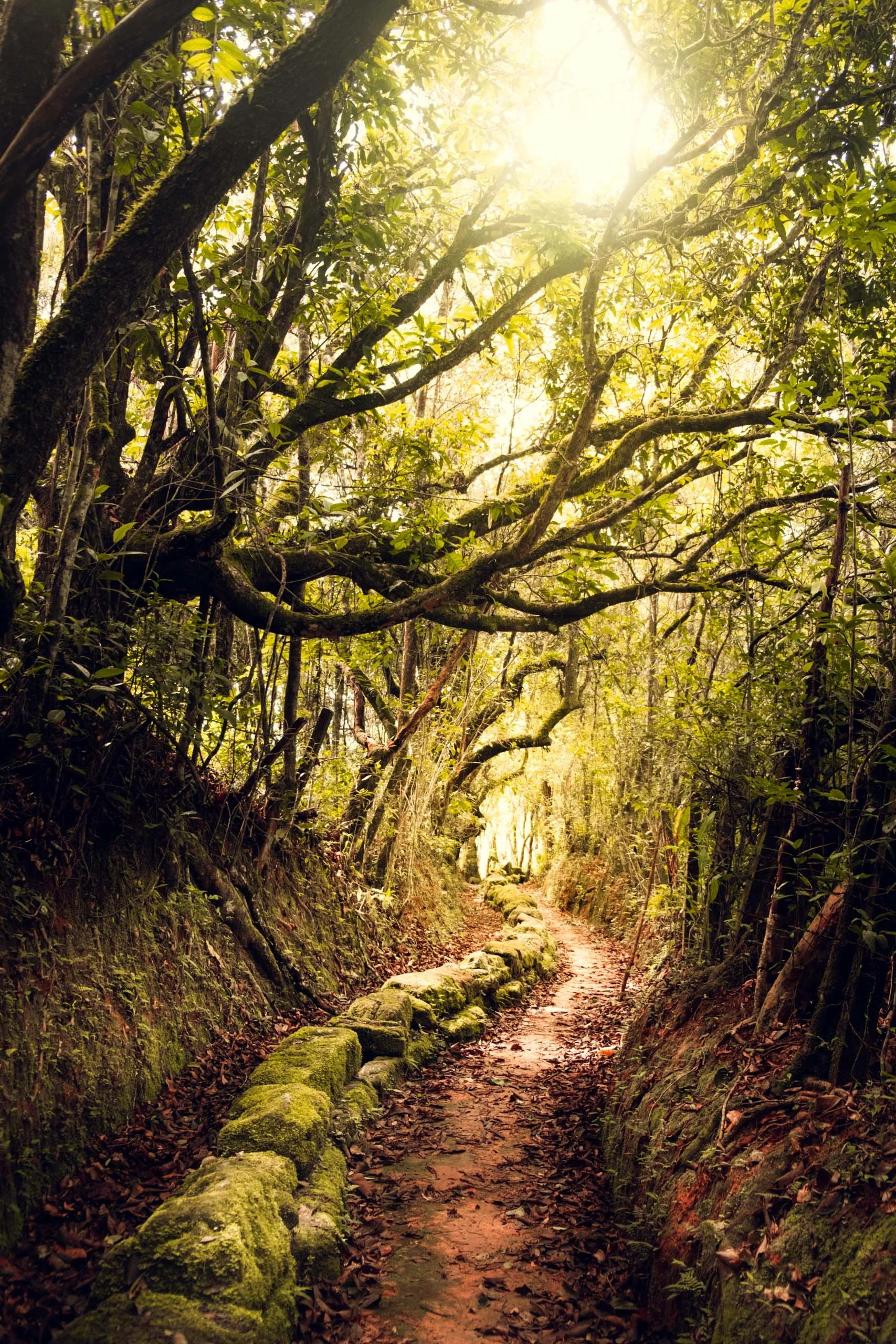 Trilha estreita cercada por musgos e galhos arqueados com luz suave ao fundo, ideal para arquitetos e designers que buscam um quadro que traga sensação de refúgio, profundidade e natureza densa para projetos residenciais tranquilos, corredores longos