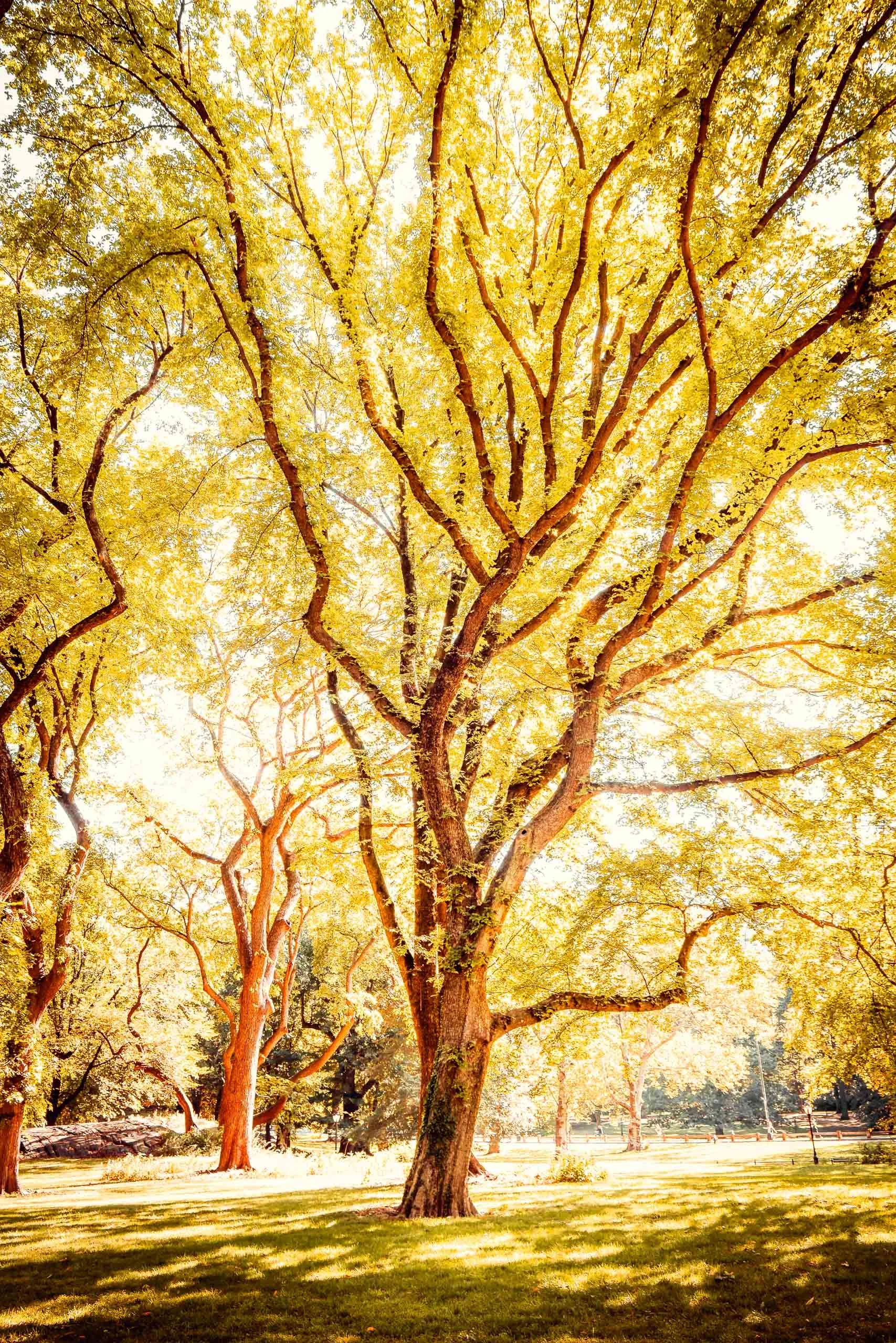 Fotografia fine art de árvore alta com copa dourada pela luz, ideal para clientes que buscam um quadro grande para criar sensação de calor, vida e profundidade em salas de estar, quartos ou áreas de convivência, combinando com projetos de interiores 
