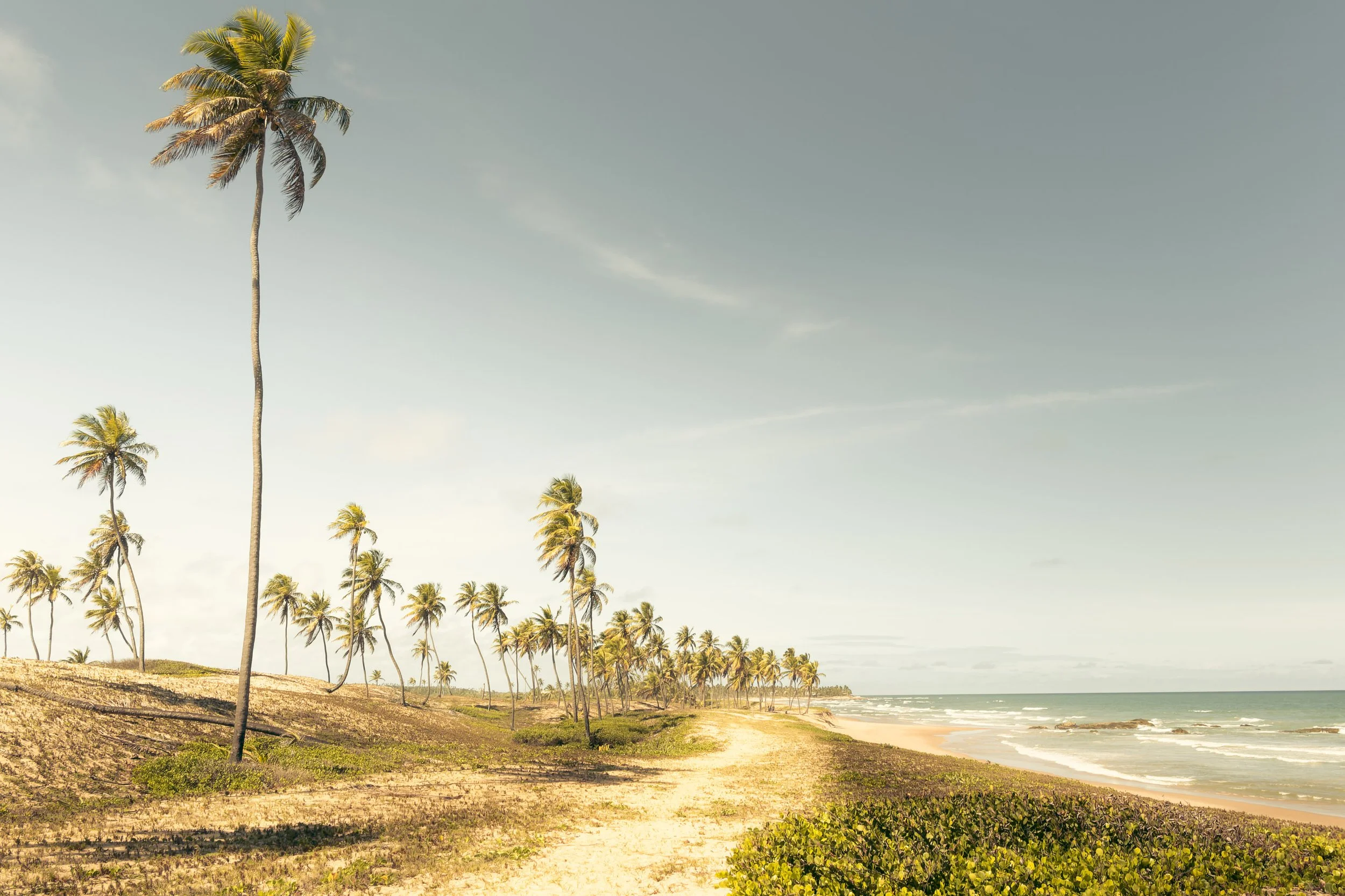 Fotografia fine art de praia na Bahia com coqueiros altos ao longo da costa e caminho de areia iluminado, ideal para quem busca um quadro tropical sofisticado para salas minimalistas, varandas de apartamentos de praia, áreas de descanso em clínicas e