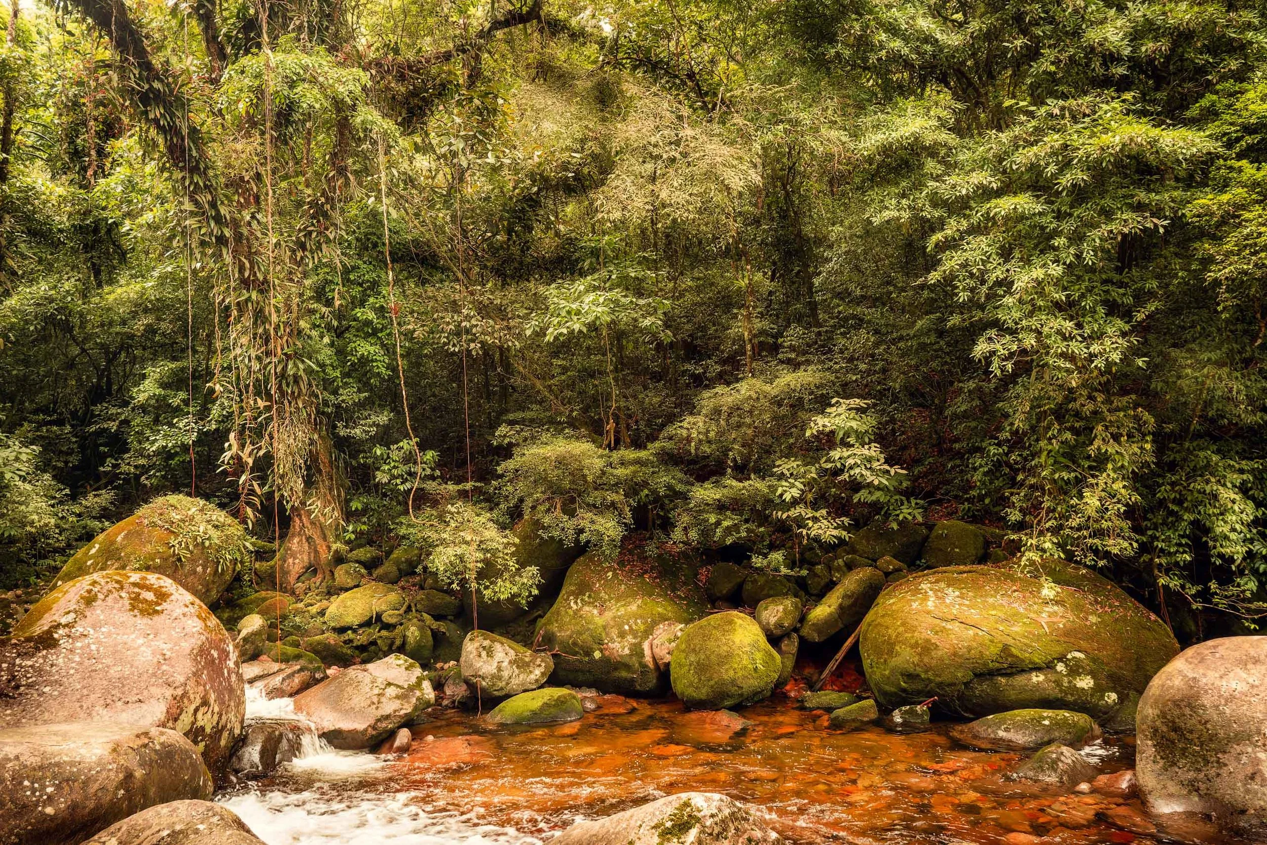 Fotografia horizontal de rio com pedras cobertas de musgo em floresta densa, indicada para arquitetos e decoradores que atendem clientes que querem conexão com natureza pura em salas amplas, áreas de spa, escritórios de bem estar e ambientes que pede