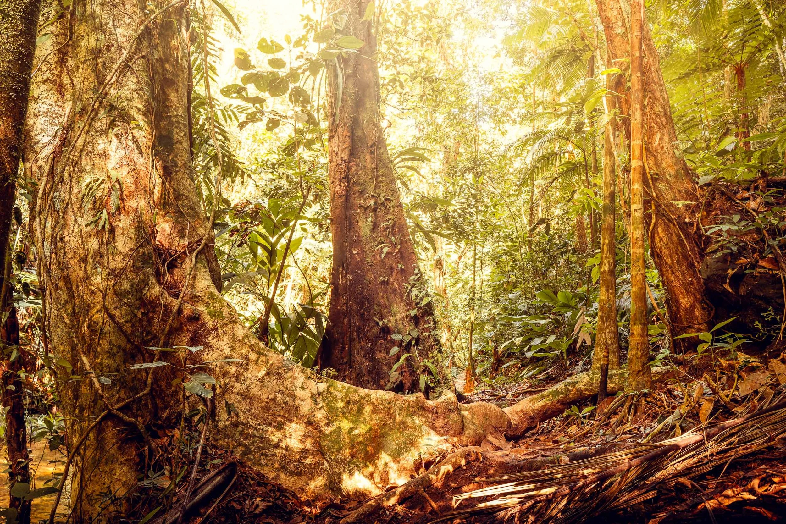 Árvore de tronco largo com base curvada e textura marcada na Mata Atlântica do Legado das Águas. Folhagens grandes ao redor e luz quente entrando por cima. Foto sem pessoas, indicada para interiores que valorizam formas orgânicas e atmosfera tropical