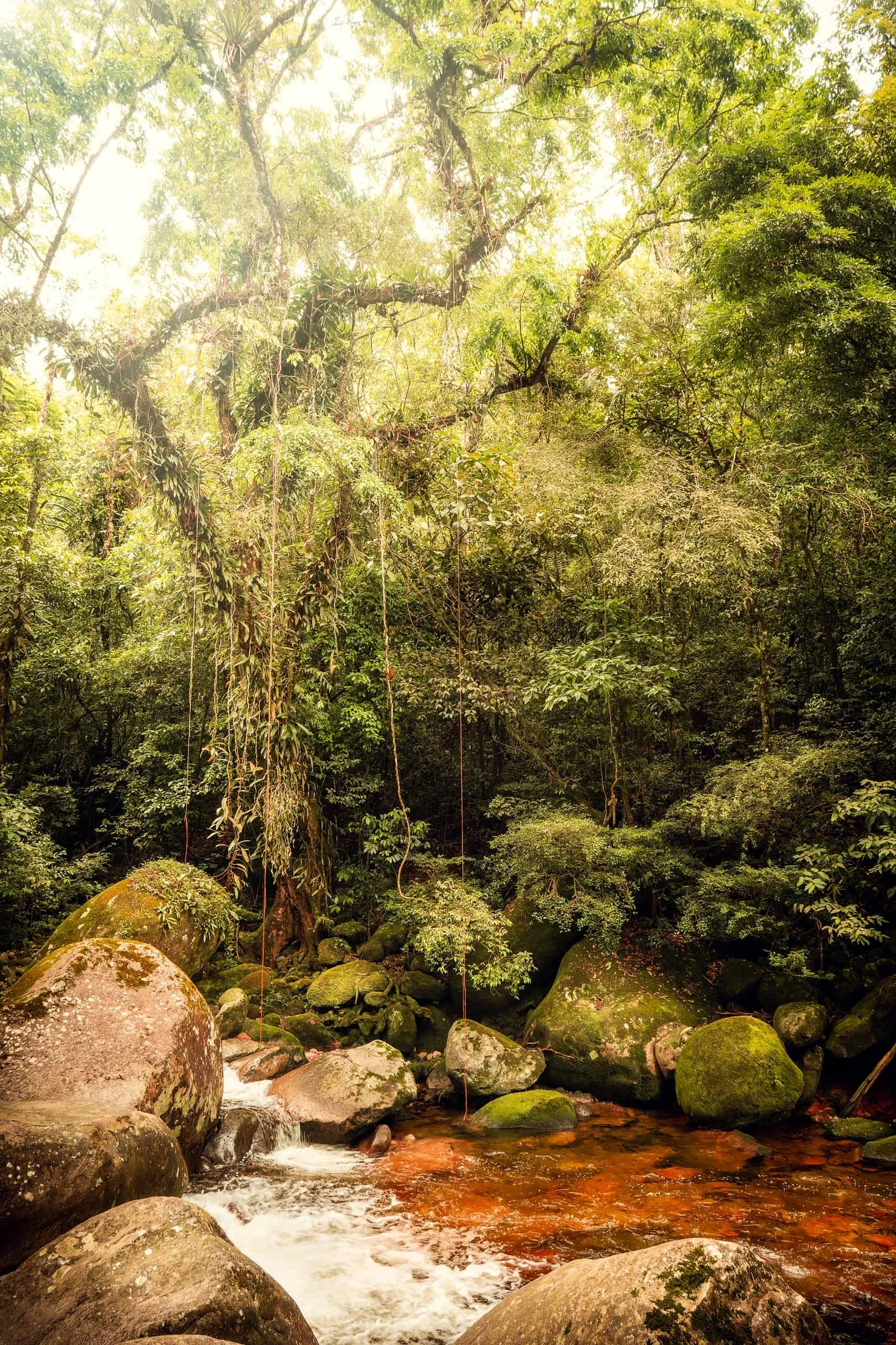 Fotografia vertical de rio entre pedras cobertas de musgo com árvores altas e raízes expostas, indicada para arquitetos, designers de interiores e profissionais de wellness que buscam uma peça com foco em natureza densa, fluxo de água e sensação de r