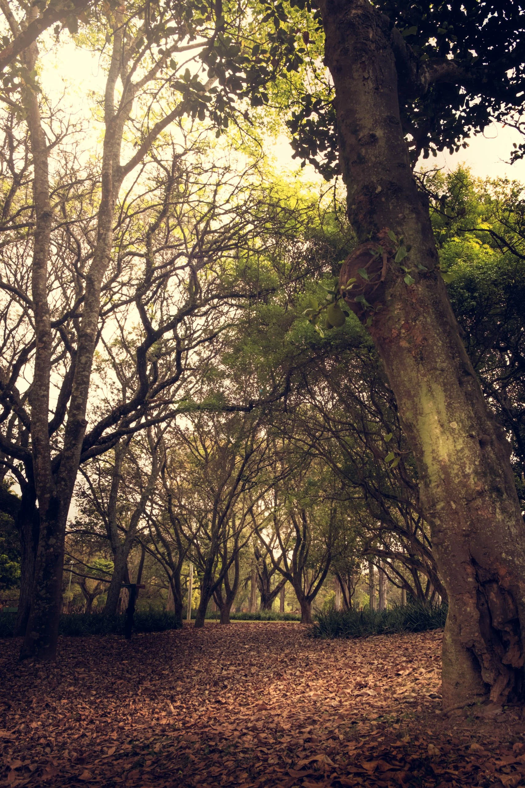 Fotografia fine art de bosque com árvores altas e chão coberto por folhas secas em São Paulo, indicada para quem busca transmitir aconchego, silêncio e profundidade visual em salas amplas, escritórios, consultórios e ambientes que pedem uma atmosfera
