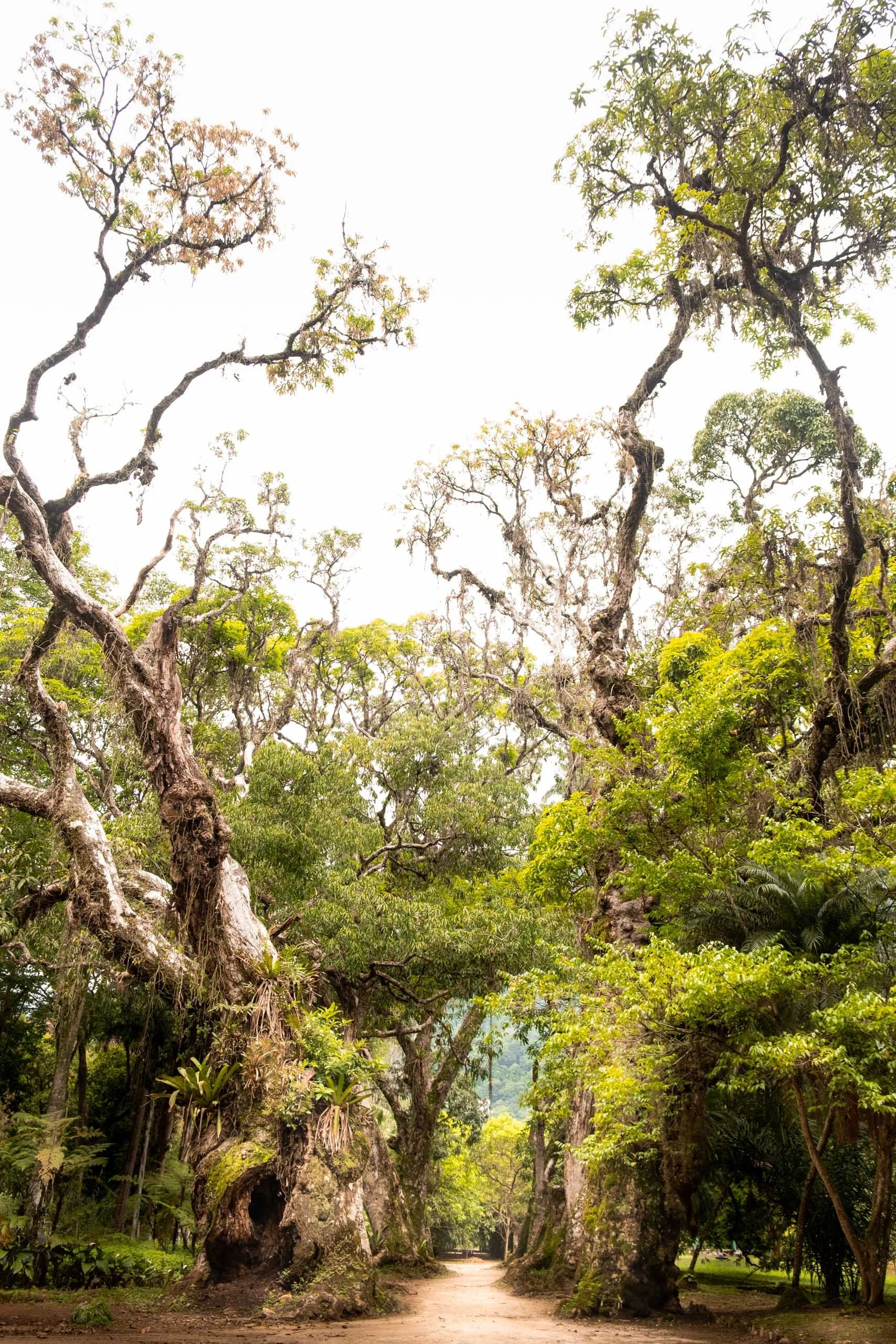 Fotografia fine art de caminho ladeado por árvores centenárias com troncos retorcidos e copas altas em parque do Rio de Janeiro, indicada para pessoas que querem uma peça grande para salas amplas, áreas de descanso e projetos de interiores que pedem 
