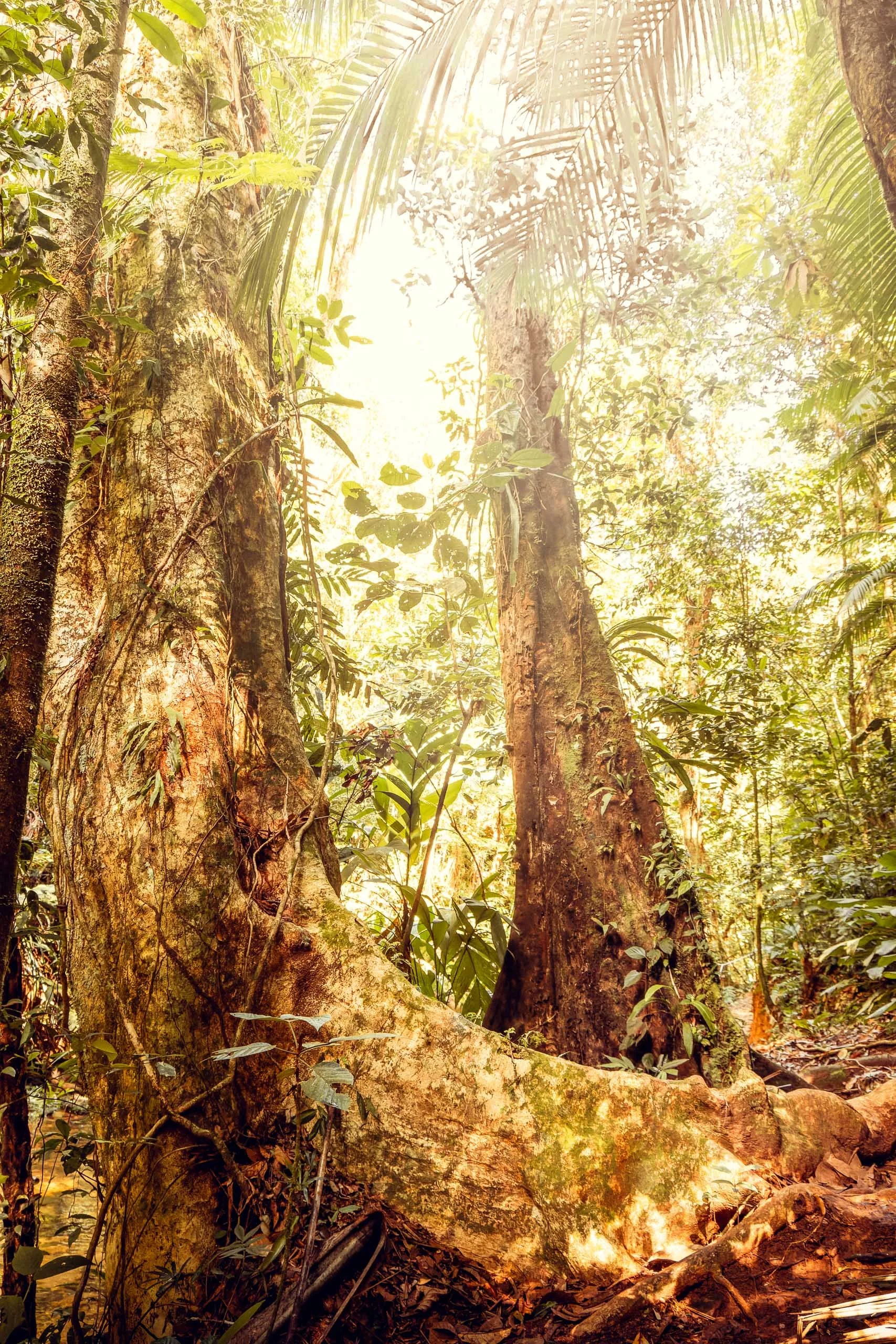 Troncos grossos e raízes expostas em área de floresta densa no Legado das Águas. Luz suave atravessa as copas e ilumina detalhes da vegetação. Ideal para decoração com foco em textura natural e verde quente.
