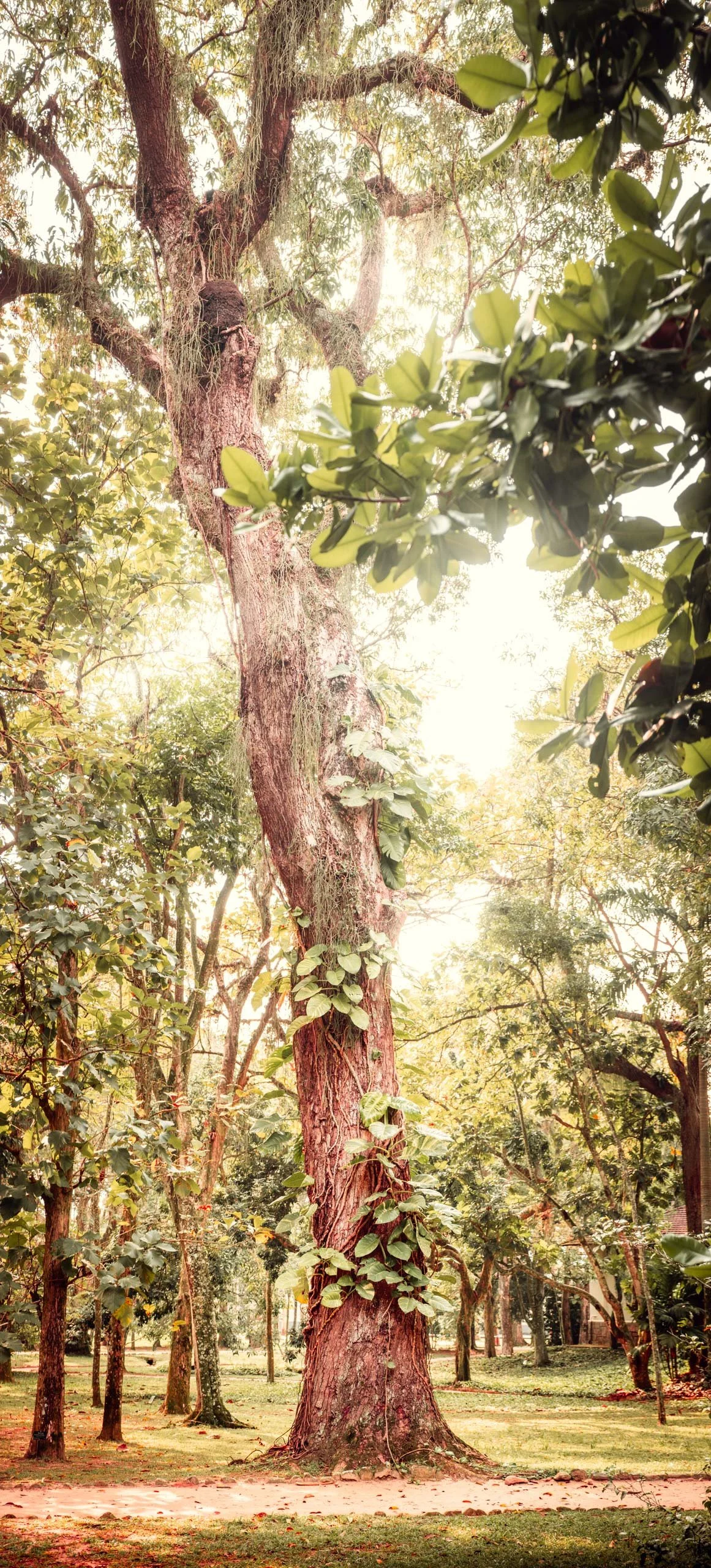 Fotografia fine art de árvore centenária coberta por trepadeiras em parque tropical do Rio de Janeiro, indicada para pessoas que buscam uma peça vertical imponente para salas com pé direito alto, entradas residenciais e ambientes de arquitetura que p