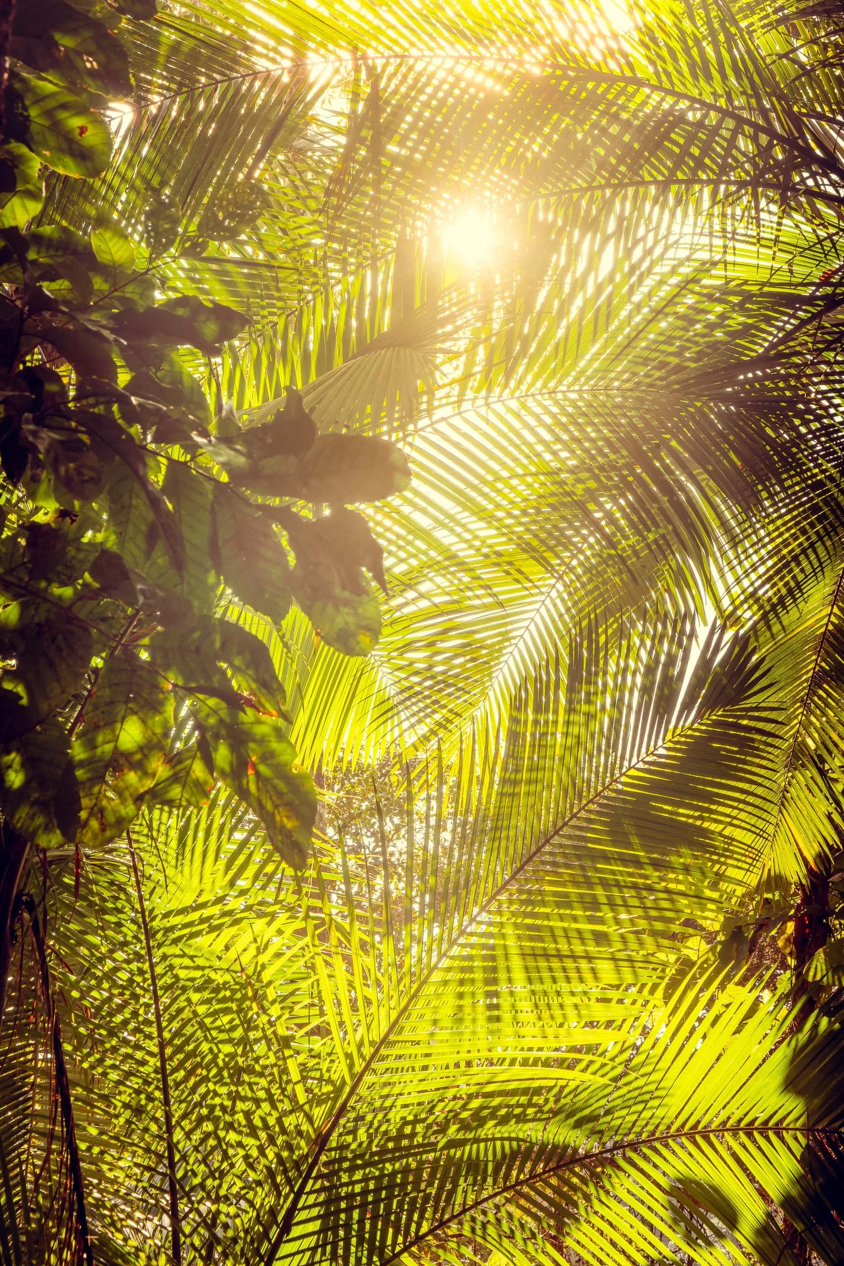 Folhas de palmeira iluminadas pelo sol direto dentro da Mata Atlântica no Legado das Águas. Desenho das folhas aparece com força e cria textura orgânica. Indicado para salas e espaços com paletas naturais.
