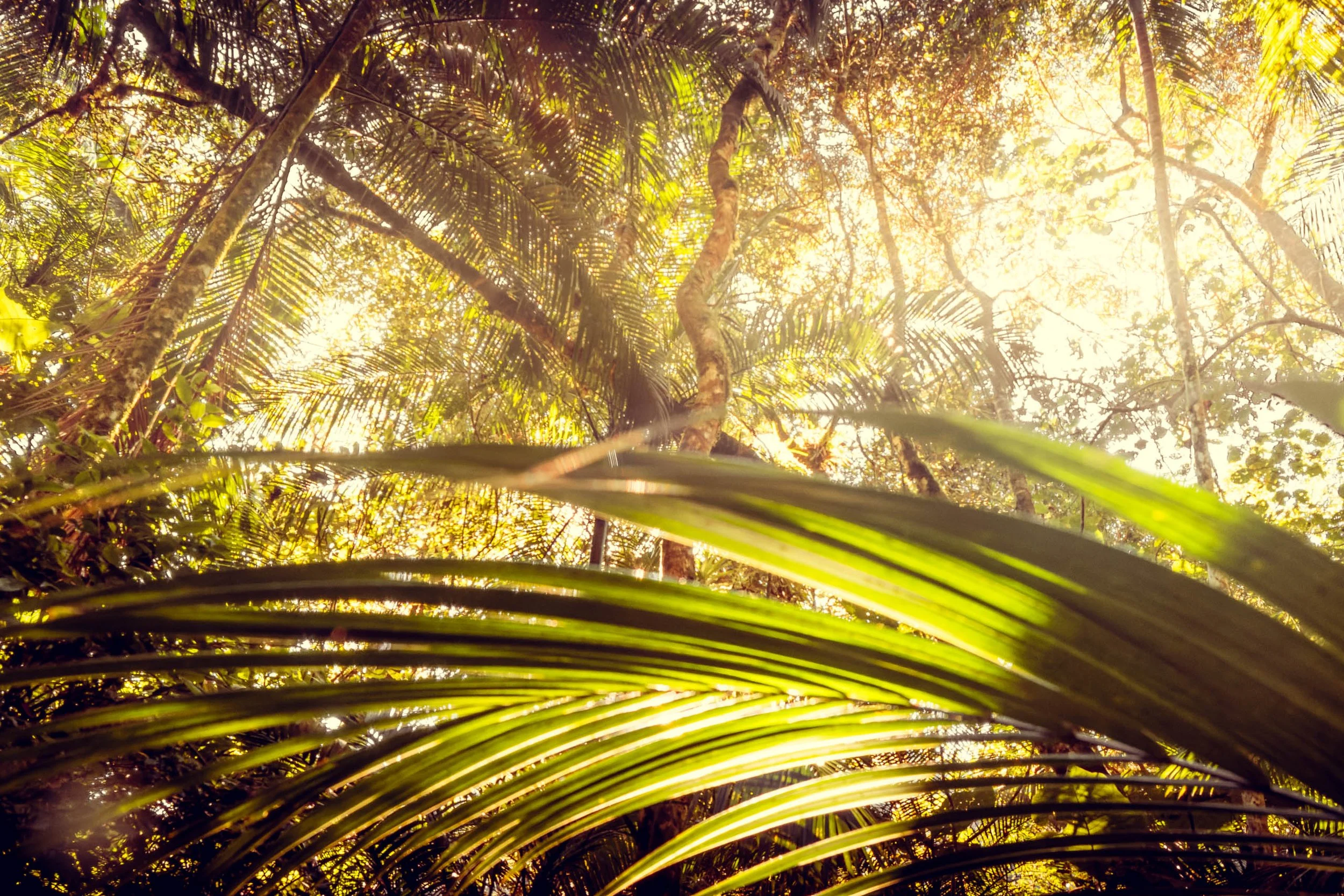 Folhas verdes em primeiro plano com árvores e luz natural filtrada ao fundo dentro da Mata Atlântica no Legado das Águas. Sensação de imersão e verde quente. Fotografia pensada para interiores com estética natural e paleta tropical.
