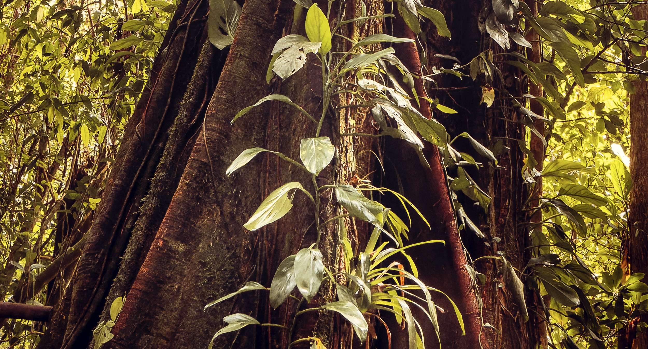 Detalhe do tronco gigante e robusto, com folhagem verde-clara em primeiro plano e iluminação dramática. Simboliza resiliência e a força da Origem. Fotografia Fine Art autoral de Pedro Ferr, obra para colecionadores.