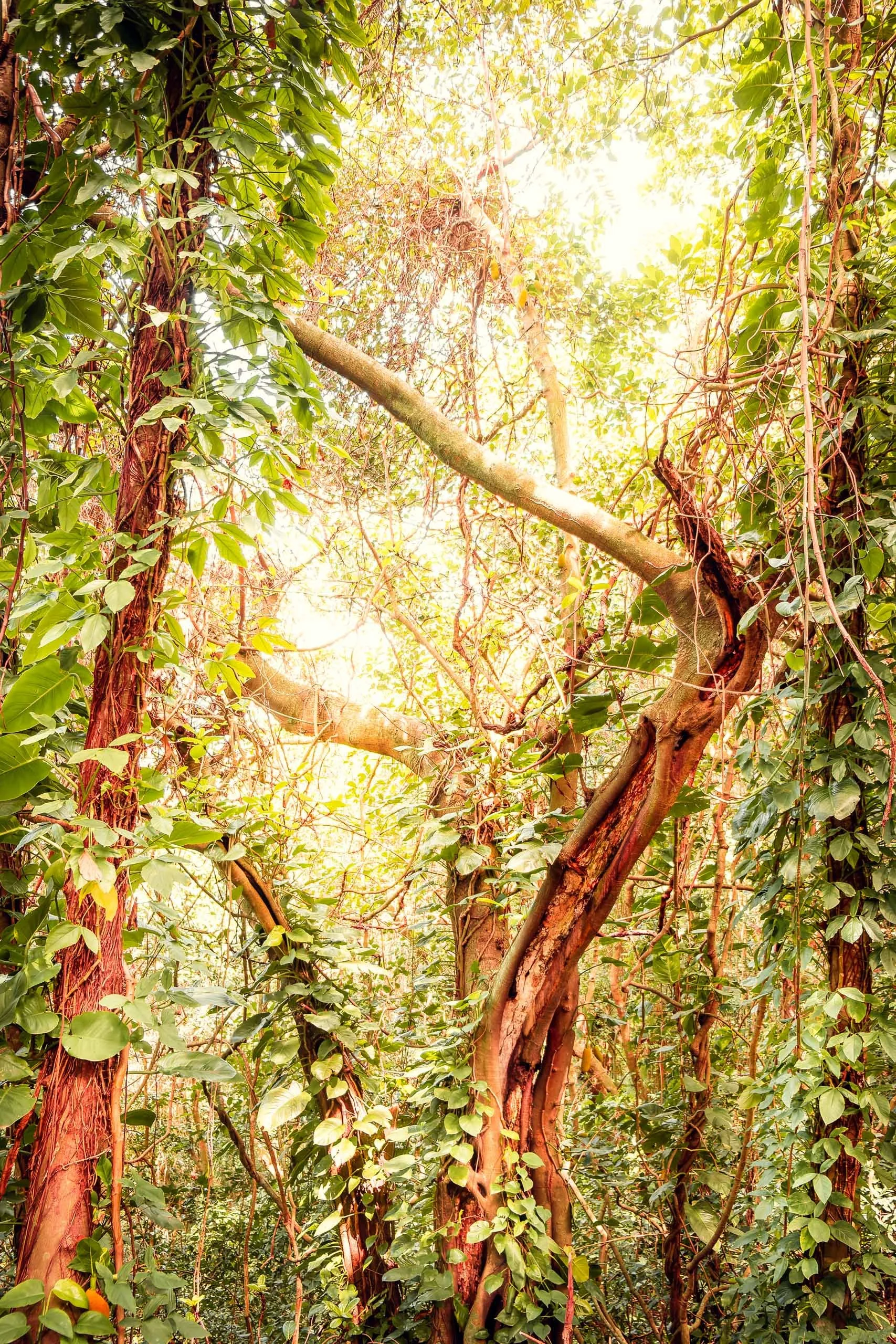 Troncos altos cobertos por trepadeiras com luz suave entrando pelo topo, indicado para arquitetos e designers que montam salas de estar, varandas e áreas de passagem onde o cliente busca sensação de natureza densa, textura tropical e estética orgânic