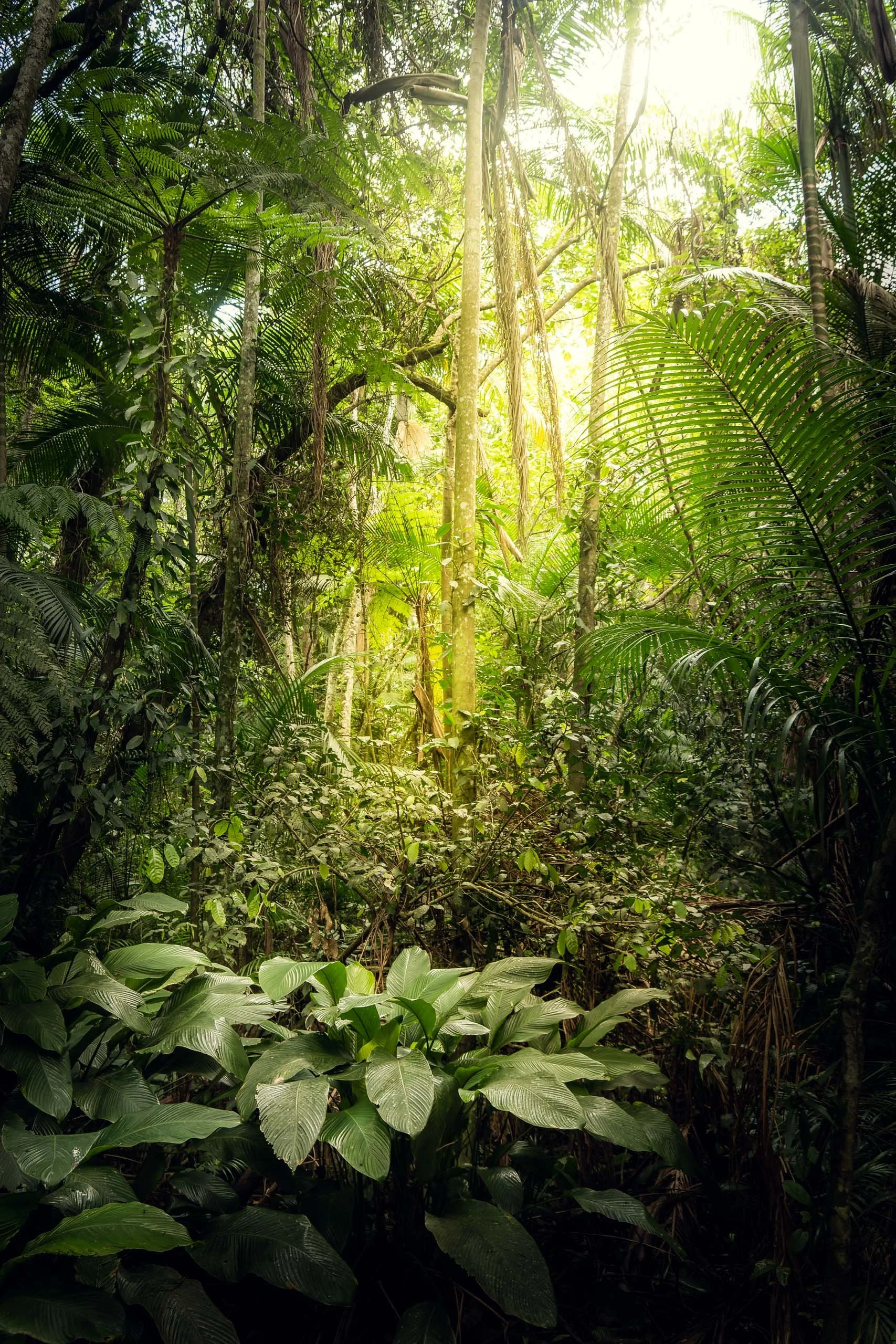 Luz suave entrando por entre palmeiras e folhagem densa em floresta tropical, indicado para arquitetos e designers que querem um quadro vertical com sensação de profundidade, textura natural e atmosfera de refúgio verde para salas, suítes, entradas e