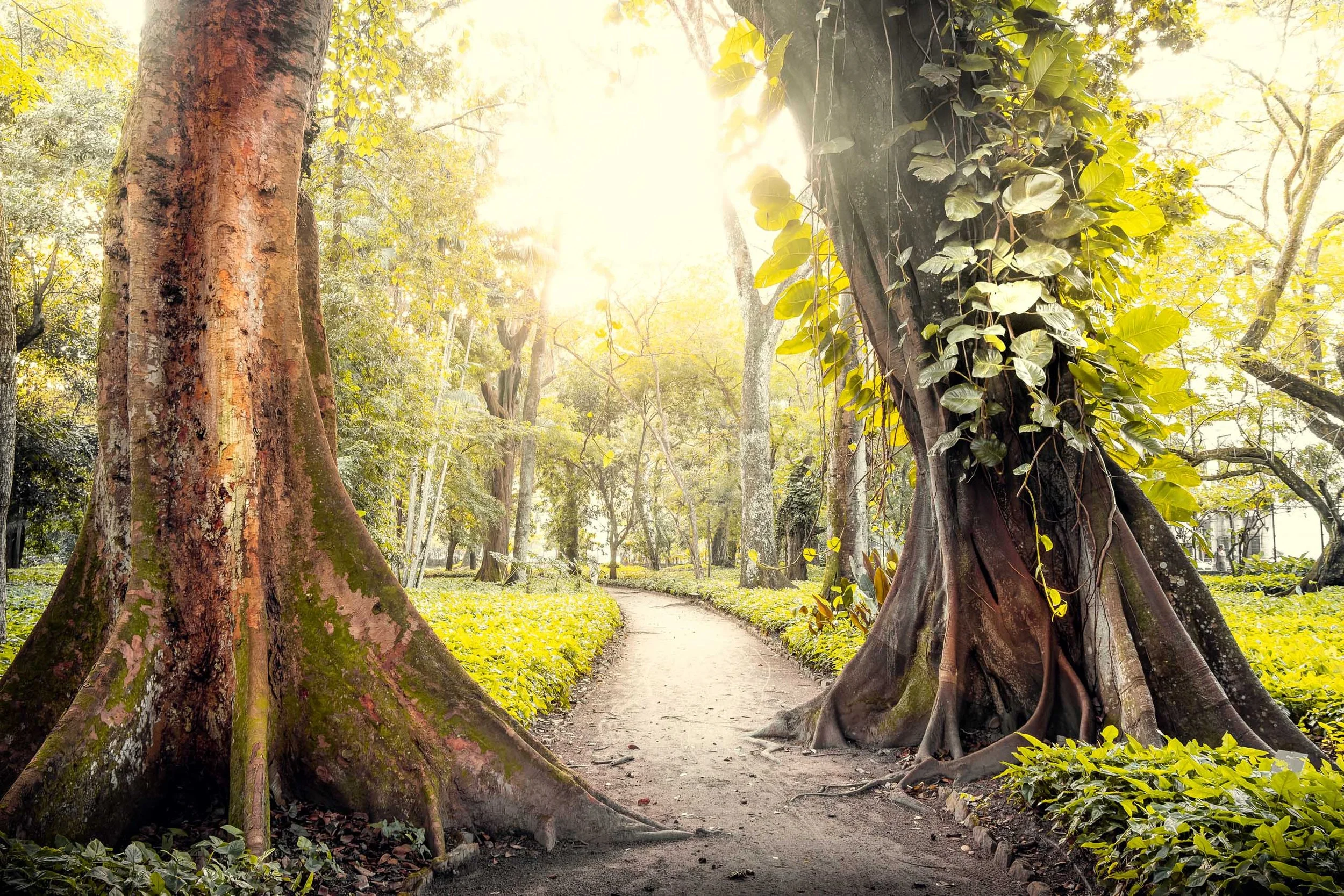 Fotografia fine art de caminho sombreado ladeado por raízes altas e troncos largos, indicada para quem busca uma peça marcante para sala de estar, circulação ampla ou espaço de contemplação, com foco em natureza tropical, tons suaves e sensação de pr