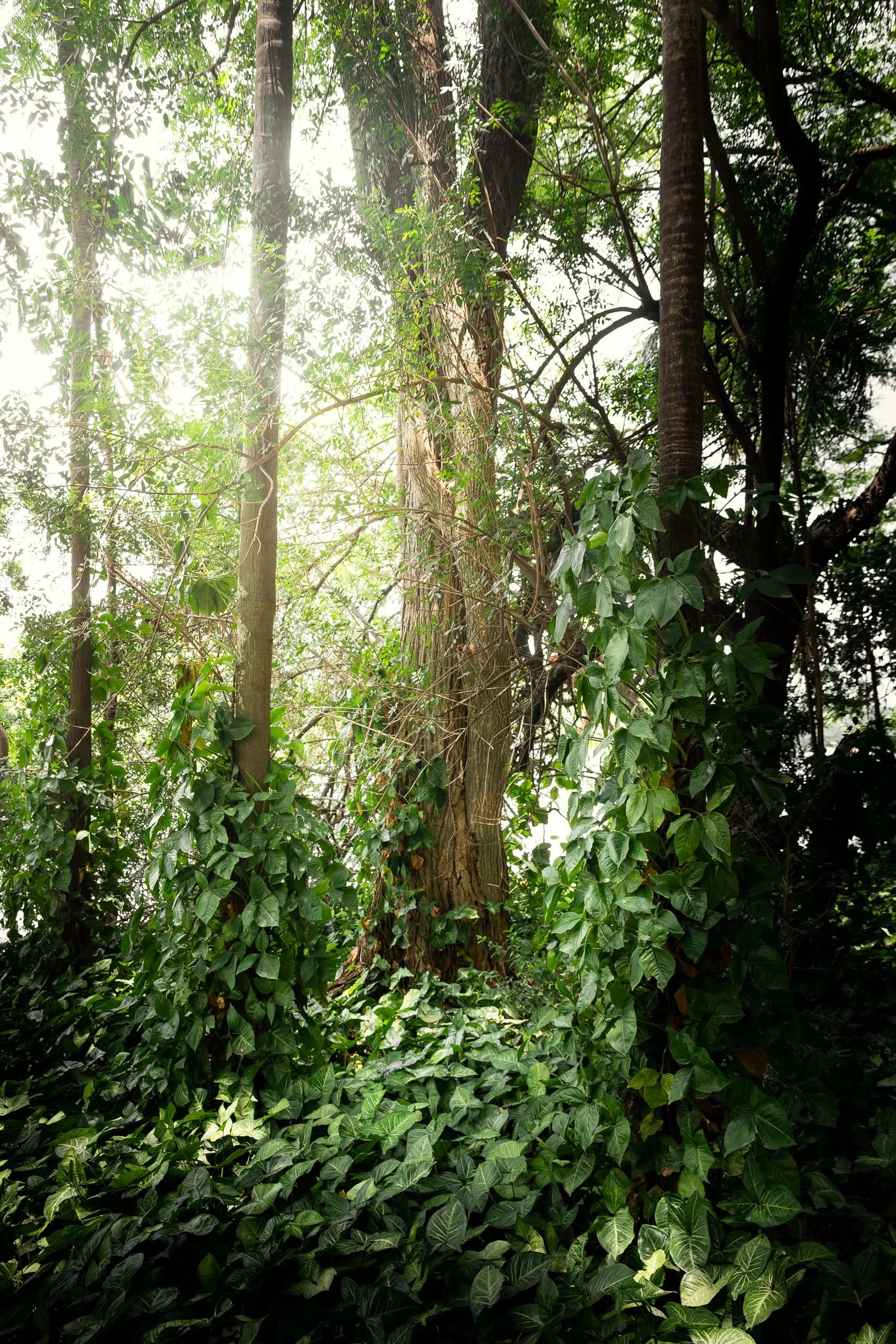 Folhagem escalando troncos altos com luz suave atravessando a copa, indicado para arquitetos e designers que querem um quadro de floresta densa com sensação de frescor e verticalidade para halls, corredores longos, salas com pé direito alto ou projet