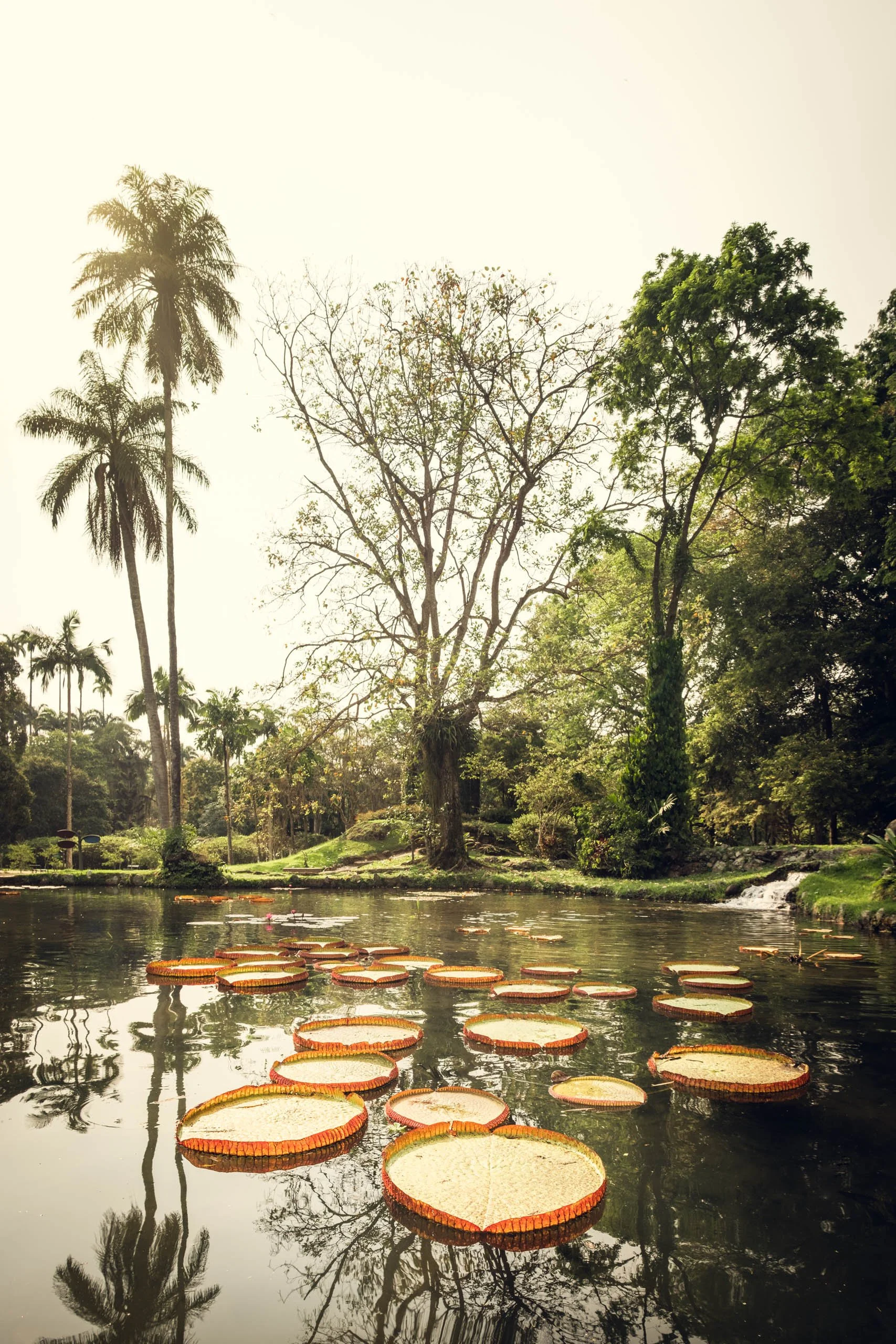 Fotografia fine art de vitórias-régias alinhadas sobre lago tropical no Rio de Janeiro, indicada para quem deseja uma peça botânica elegante para salas amplas, halls de entrada e consultórios que pedem uma atmosfera calma, orgânica e ligada ao Brasil