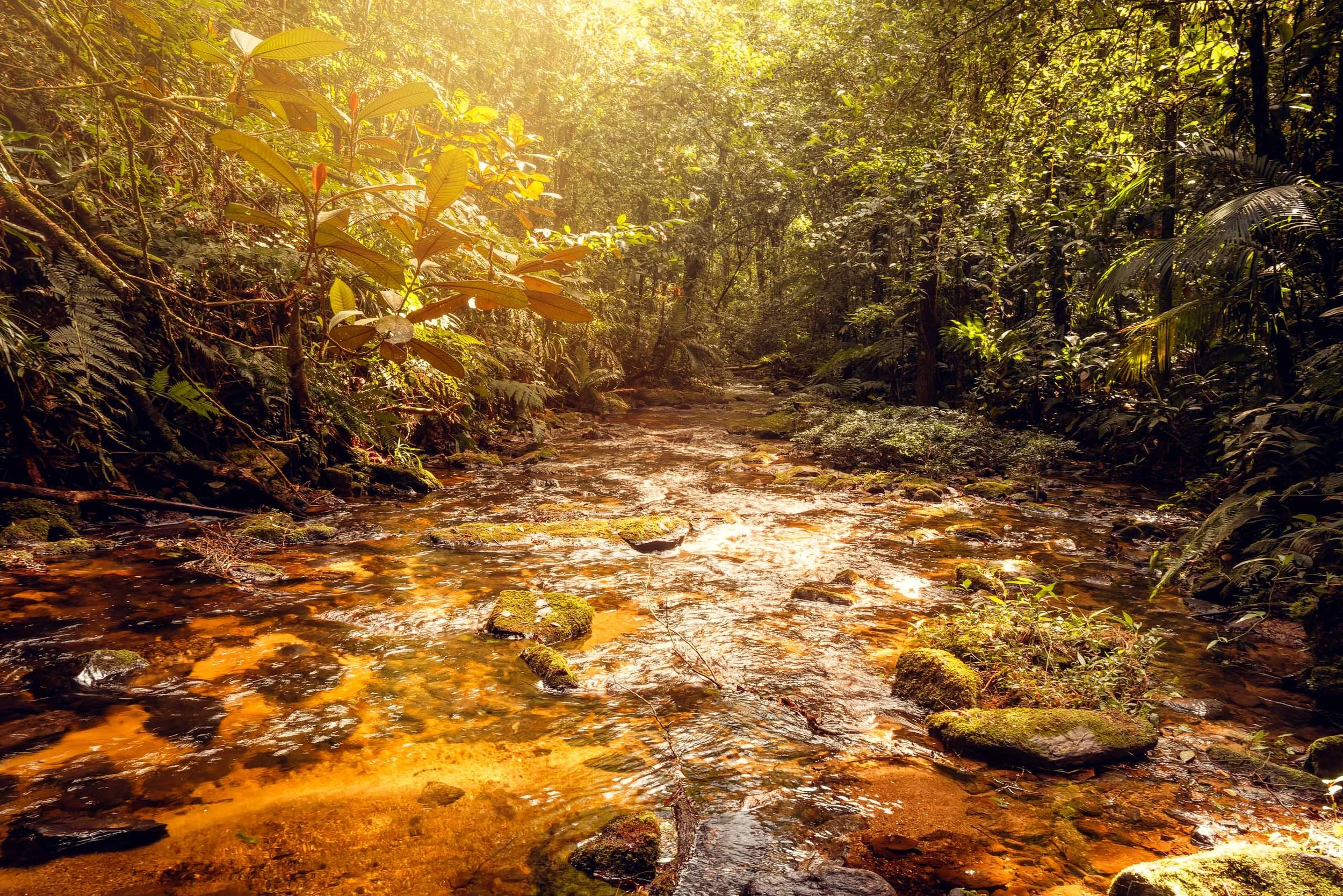 Riacho raso com água dourada correndo entre pedras cobertas de musgo dentro da Mata Atlântica no Legado das Águas. Vegetação tropical cercando toda a cena. Fotografia pensada para interiores que pedem fluidez, natureza viva e tons quentes.
