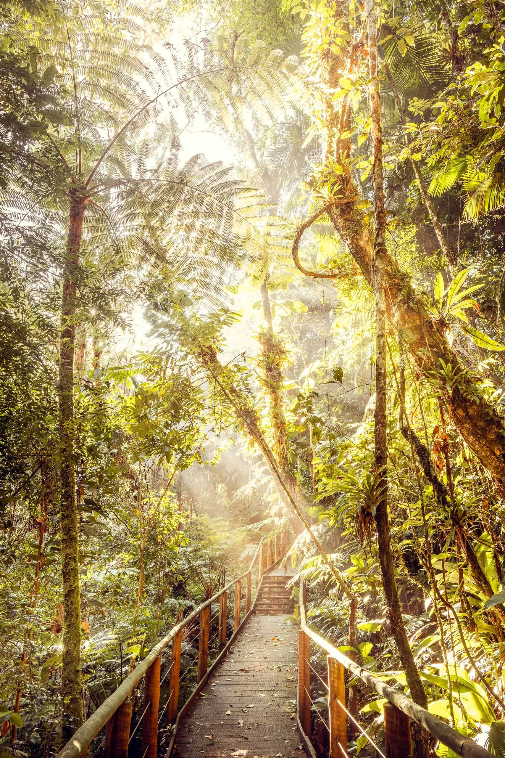 Passarela de madeira dentro da Mata Atlântica com luz dourada entrando pela lateral e iluminando as plantas altas do Legado das Águas. Ambiente denso, quente e com profundidade. Indicado para decoração com foco em natureza brasileira e sensação de tr