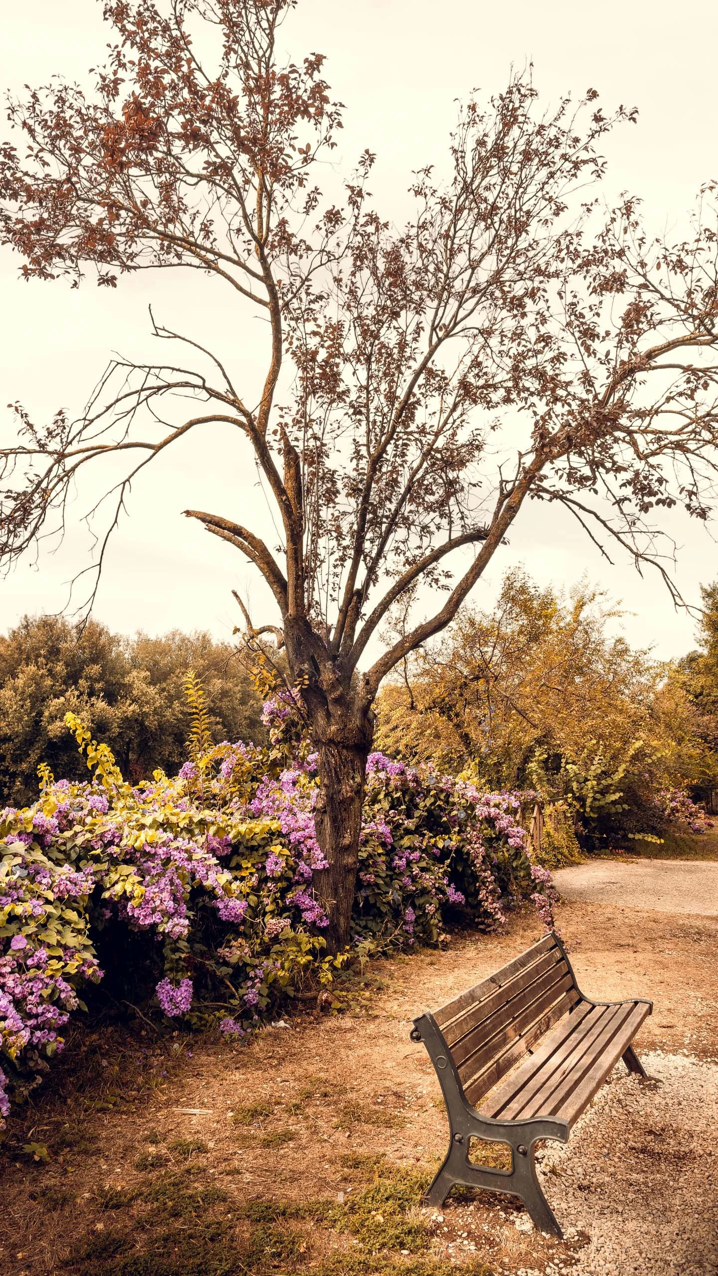 Fotografia fine art de banco em parque florido com árvore de galhos finos e tons suaves, criada para arquitetos e decoradores que precisam de uma peça vertical tranquila para salas de espera, consultórios e espaços de descanso onde a presença de natu