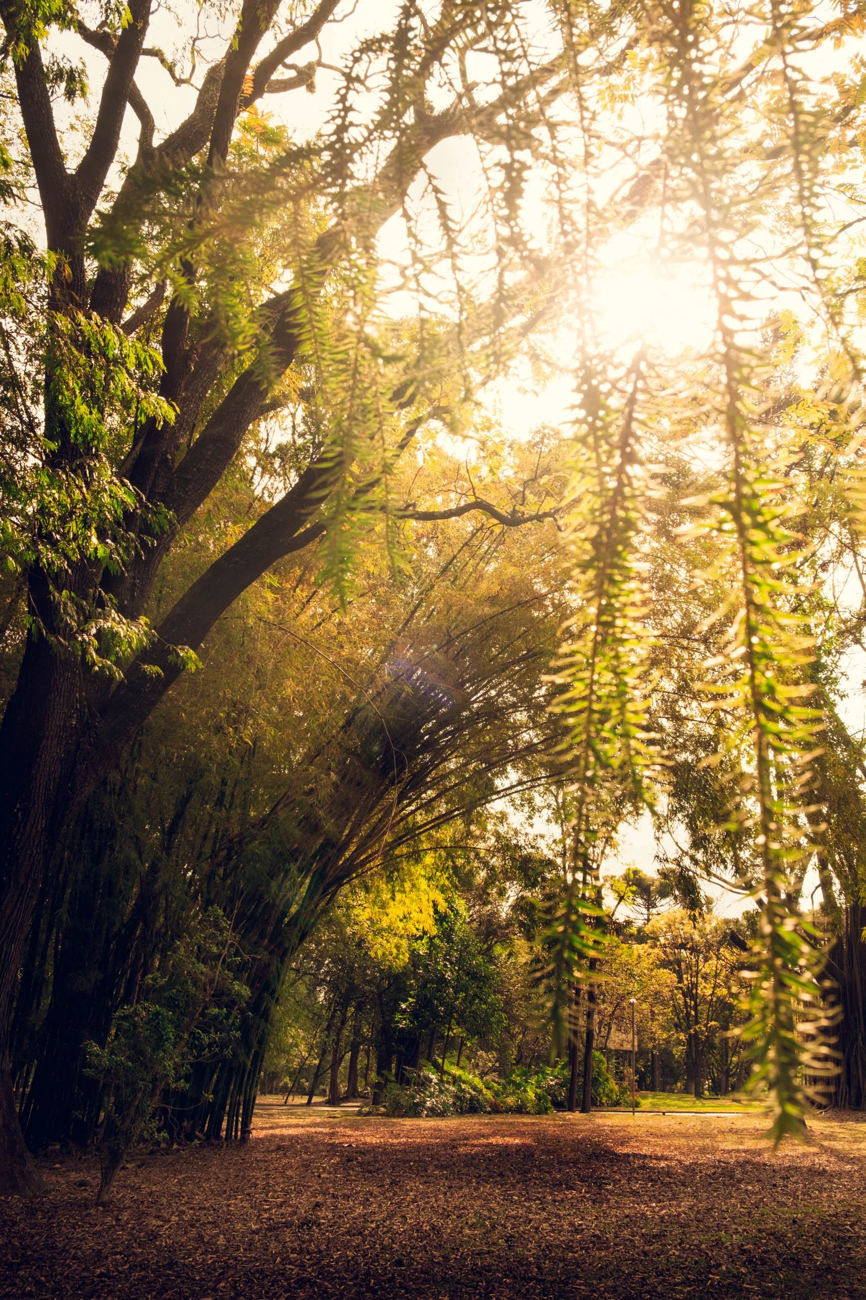 Fotografia fine art de parque em São Paulo com bambuzal curvado, folhas pendentes e luz quente entrando entre as árvores, indicada para clientes que buscam sensação de calma, natureza suave e acolhimento em salas de estar, quartos, consultórios e esp