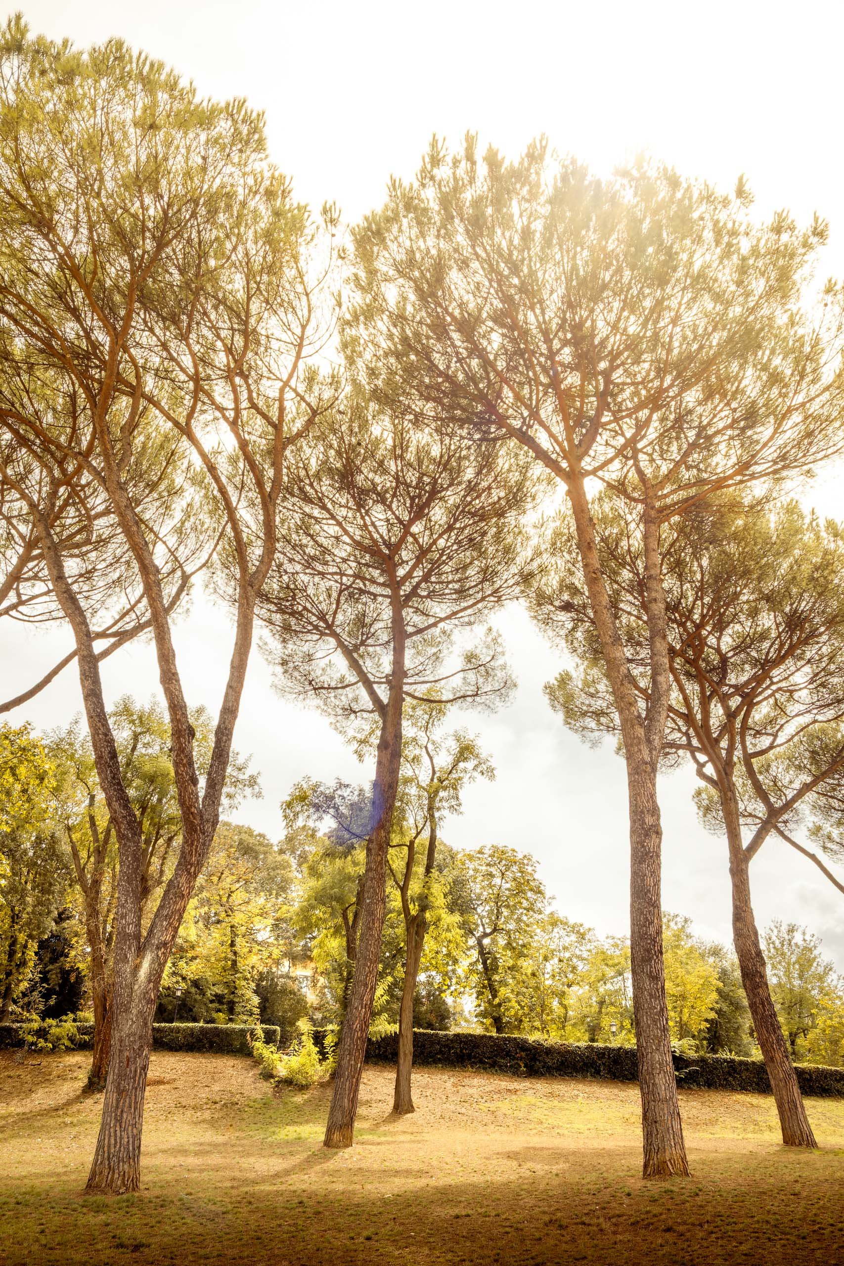 Fotografia vertical de pinheiros mediterrâneos iluminados pelo sol, ideal para arquitetos e decoradores que buscam uma peça leve para projetos com paleta quente, halls altos, corredores e salas com pé direito generoso, valorizando ambientes que pedem