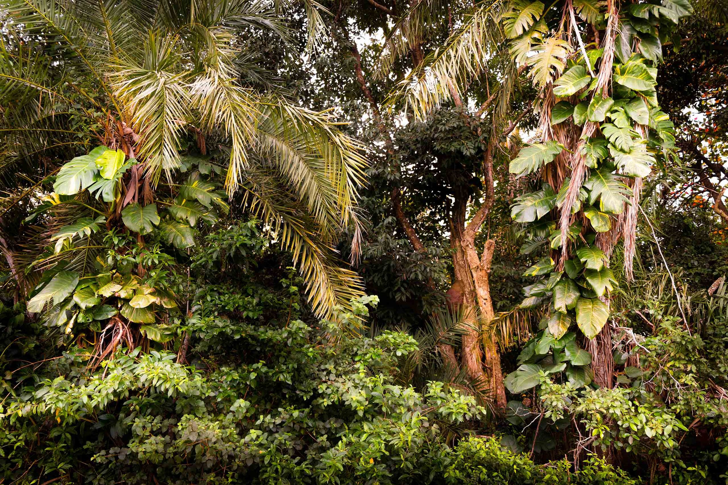 Vegetação densa com palmeiras e trepadeiras vistas de perto em mata tropical, indicada para arquitetos e designers que procuram quadros com verde intenso para projetos que pedem conexão com natureza, sensação de frescor e composição rica em texturas 
