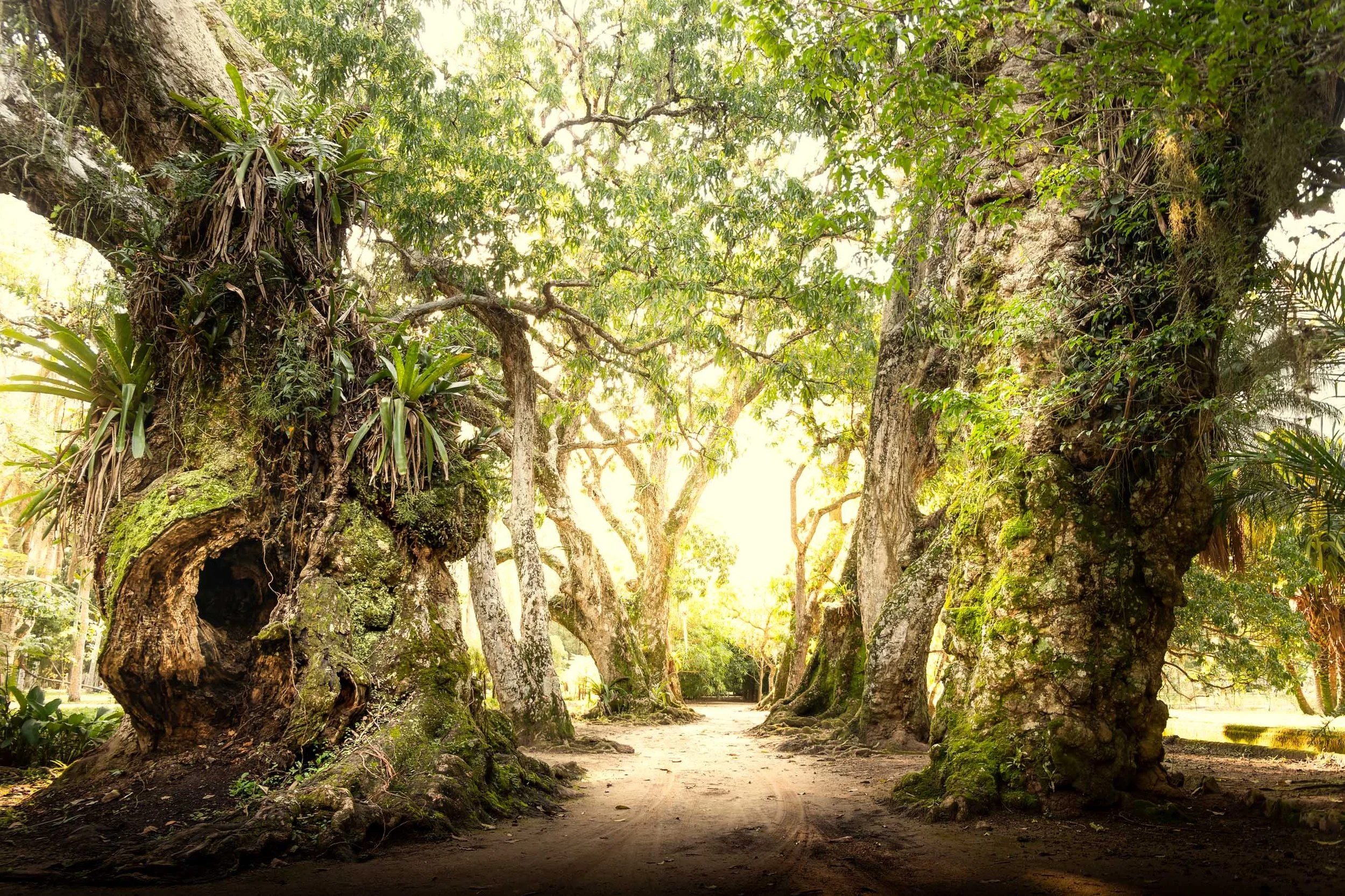 Fotografia fine art de alameda formada por árvores monumentais cobertas por musgo e bromélias em parque do Rio de Janeiro, indicada para pessoas que buscam uma peça ampla para salas de estar, escritórios de arquitetura e espaços de contemplação que p
