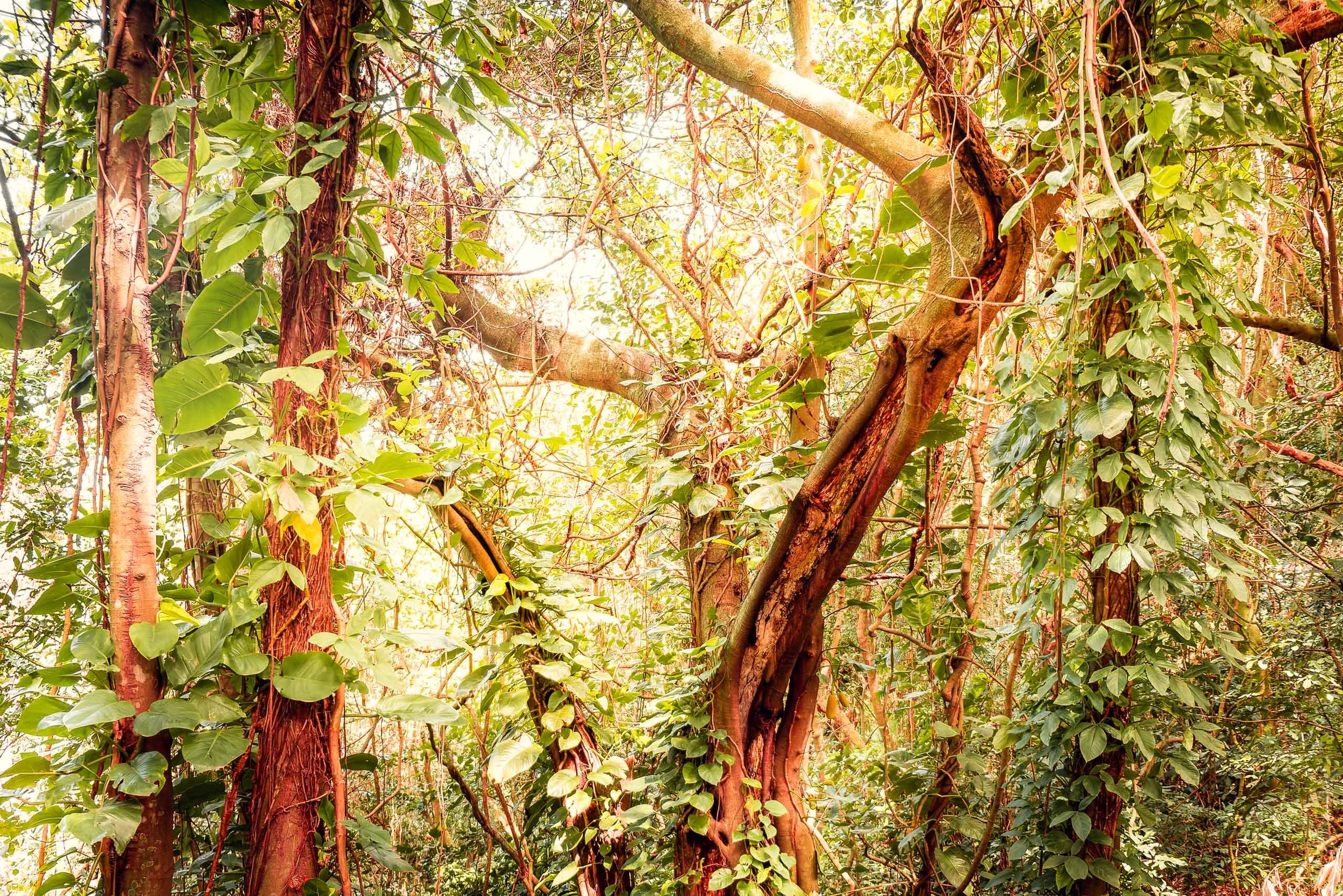 Troncos envolvidos por trepadeiras com luz quente atravessando a copa, indicado para arquitetos e designers que criam espaços de hospedagem, spas e áreas sociais onde clientes buscam conexão visual com natureza intensa, textura orgânica e sensação de