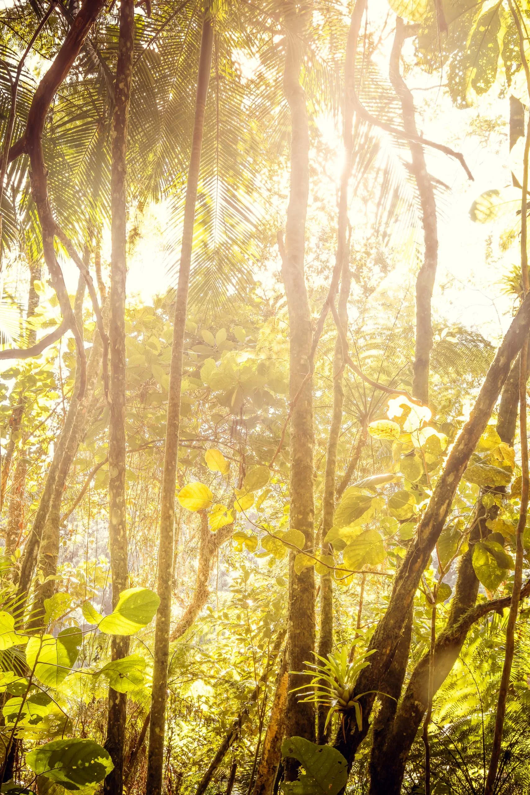 Luz dourada entrando entre árvores finas e folhas grandes da Mata Atlântica no Legado das Águas. Vegetação densa com brilho quente no topo. Fotografia sem pessoas, indicada para interiores que pedem atmosfera tropical iluminada e textura natural.
