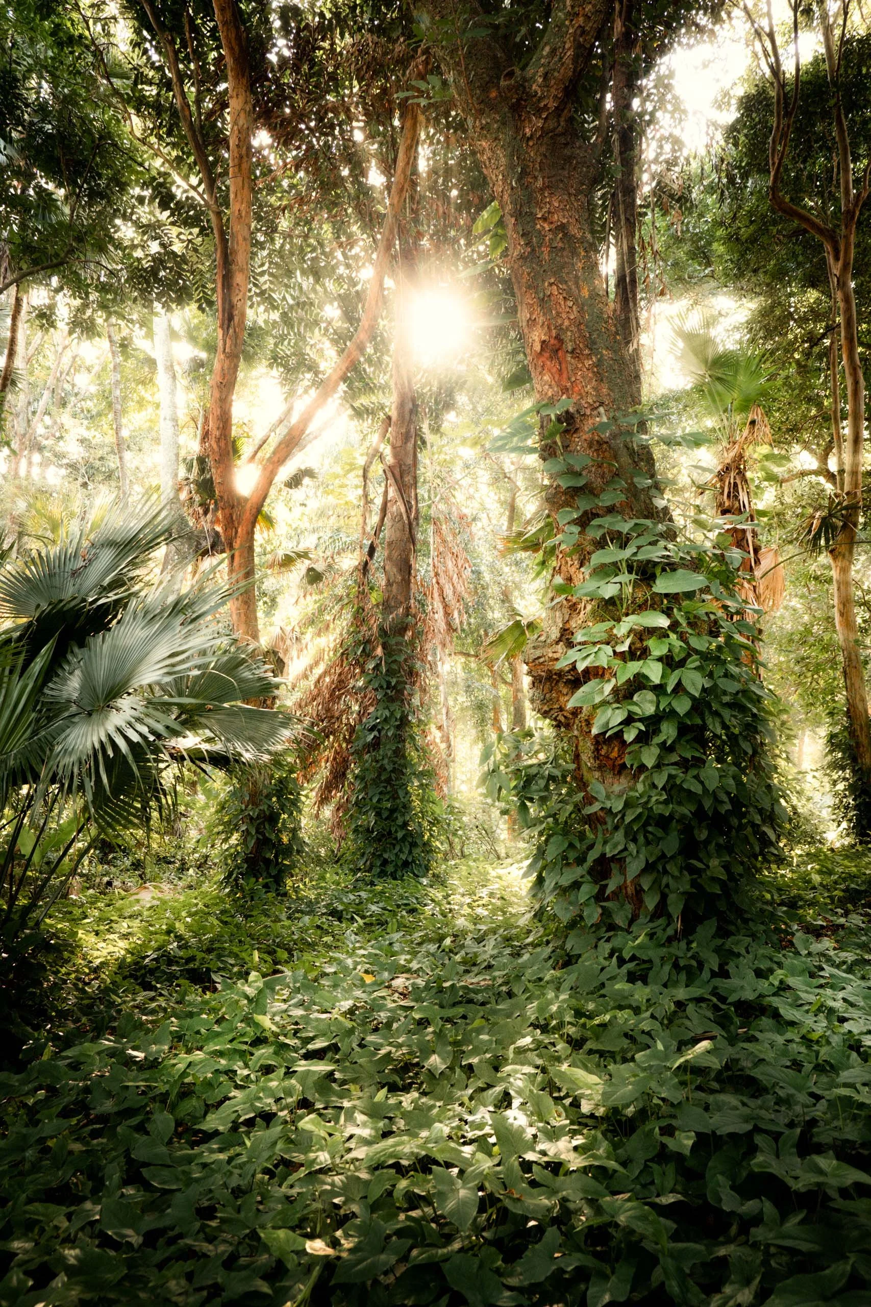 Luz intensa passando por árvores altas cobertas por trepadeiras, ideal para arquitetos e designers que procuram um quadro que traga sensação de frescor, verticalidade e imersão natural em projetos de salas amplas, áreas de wellness, recepções e espaç