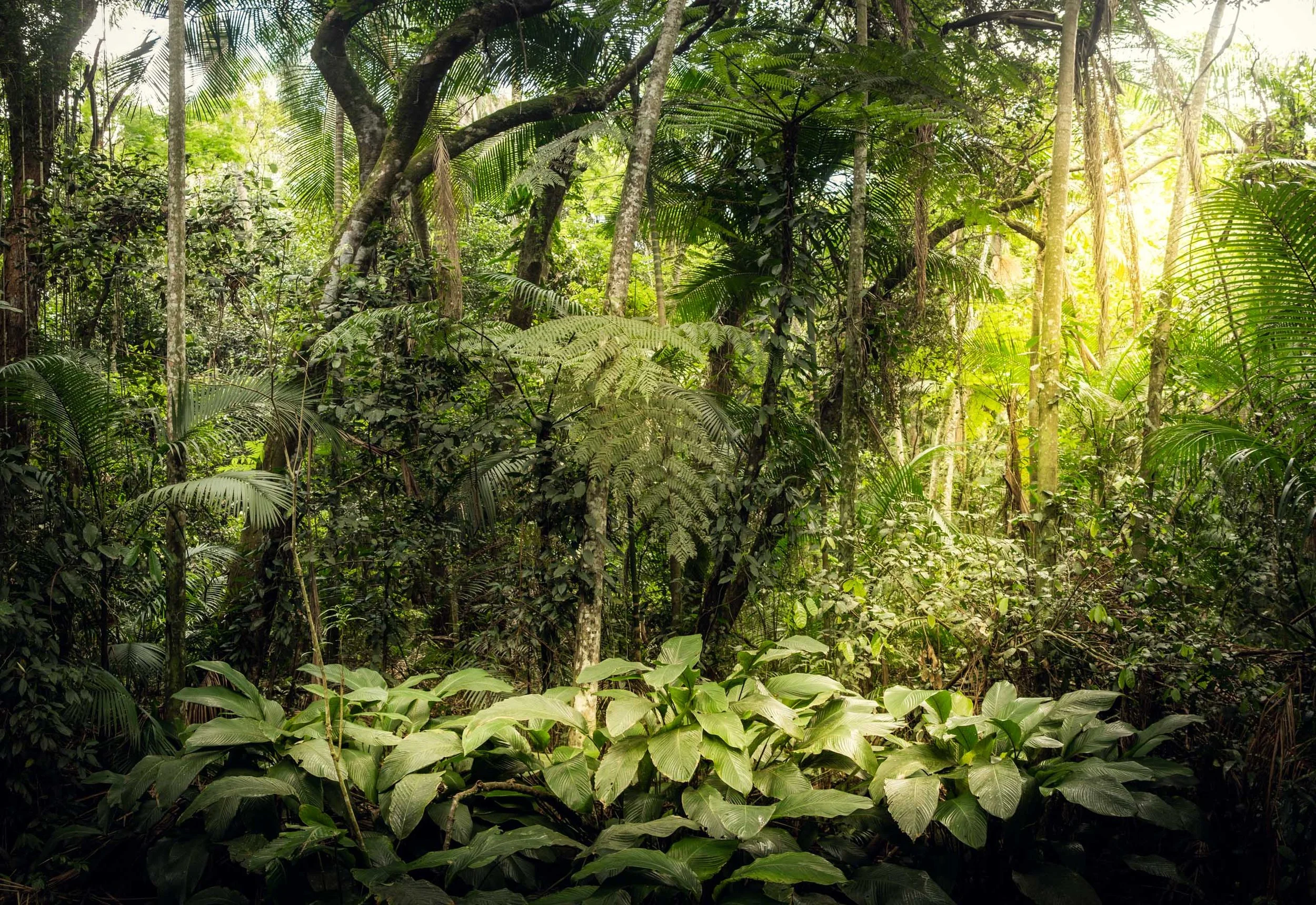 Vegetação tropical densa com luz suave entrando por entre troncos altos e folhagens largas, ideal para arquitetos, designers e decoradores que buscam um quadro com sensação de floresta profunda e atmosfera úmida para projetos de salas de descanso, sp