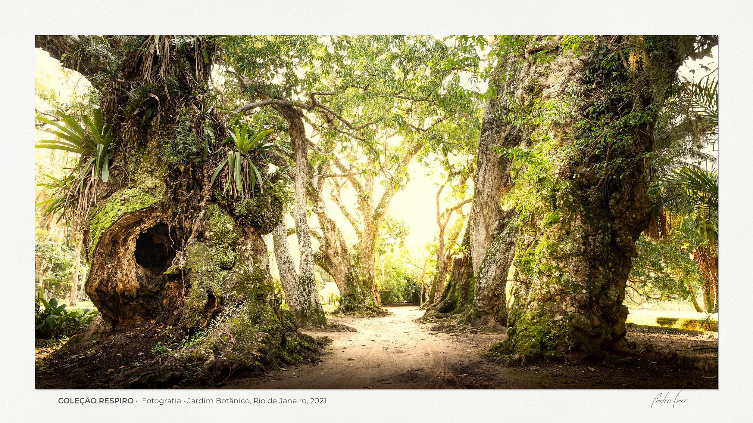 Fotografia Fine Art 'Coleção Respiro: Jardim Botânico' de Pedro Ferr, otimizada para exibição em TVs 4K e Samsung The Frame. O quadro digital simula impressão em papel algodão com luz divina e paisagem de floresta tropical.