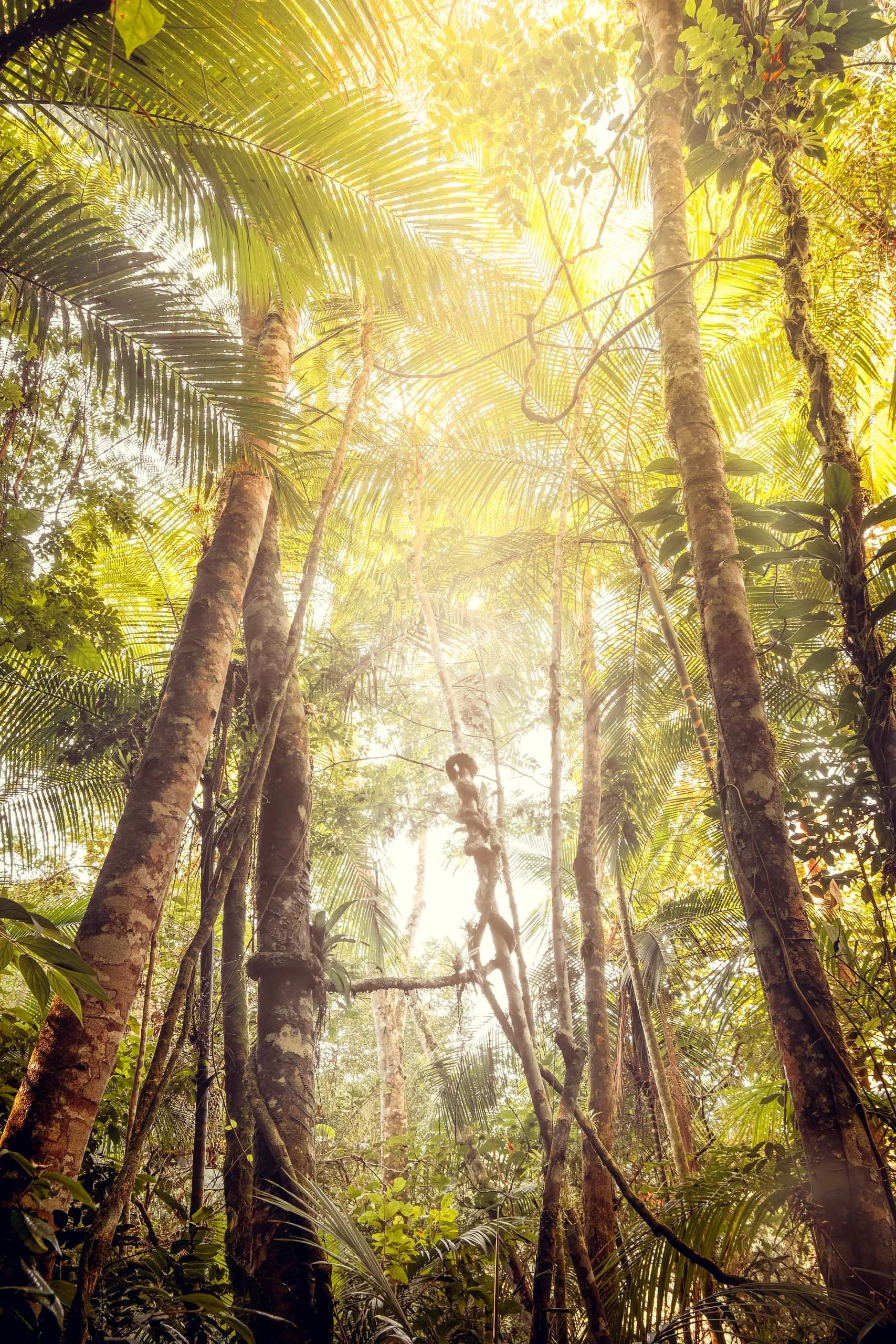 Copas altas da Mata Atlântica no Legado das Águas com palmeiras e árvores finas iluminadas pela luz dourada. Vegetação densa e brilho quente no topo. Foto sem pessoas, indicada para decoração que valoriza verticalidade, textura natural e atmosfera tr