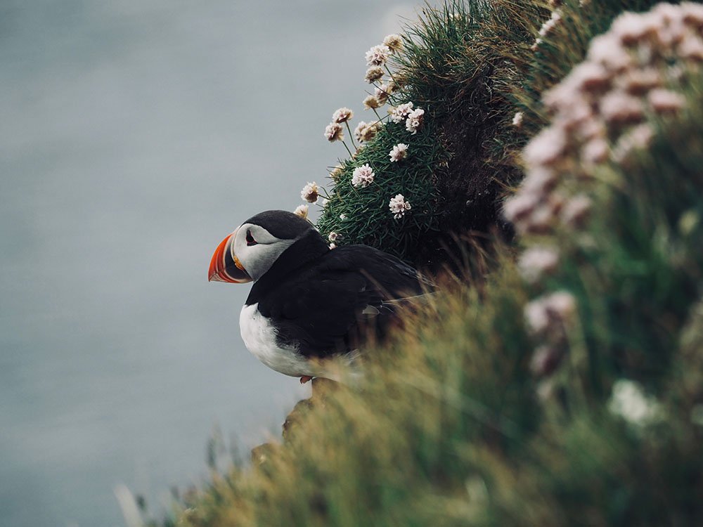 Focus on feathers