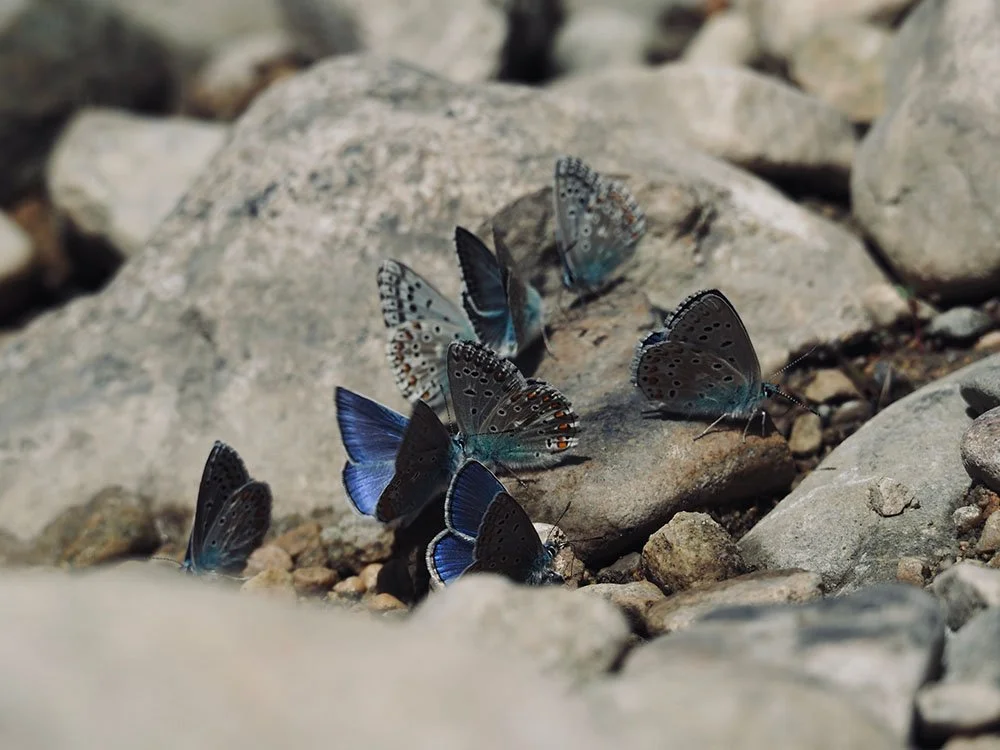 Petals & Wings