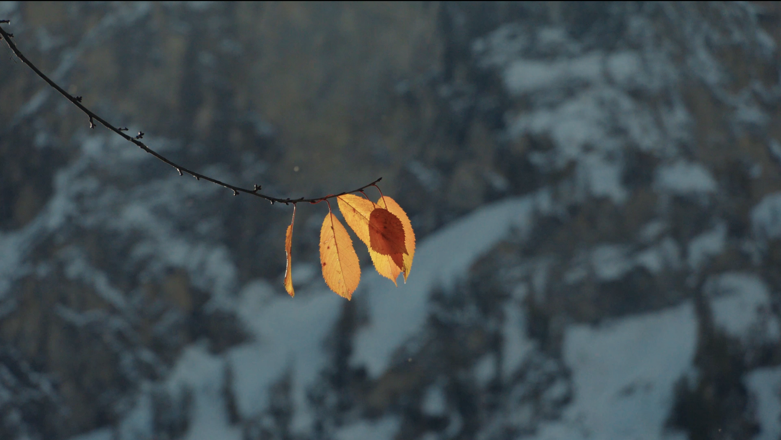 Screenshot 2025-11-21 at 15.38.58.png